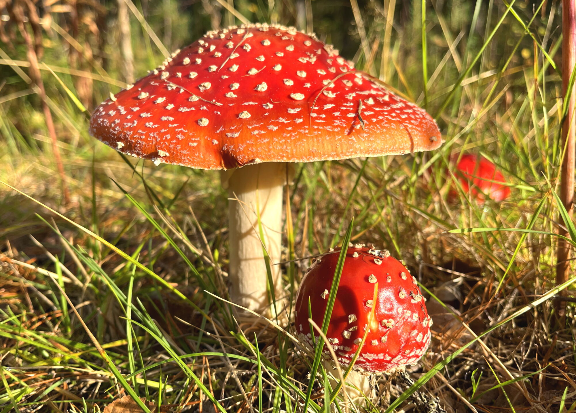 Valokuvaaja: Tuukka Pahtamaa