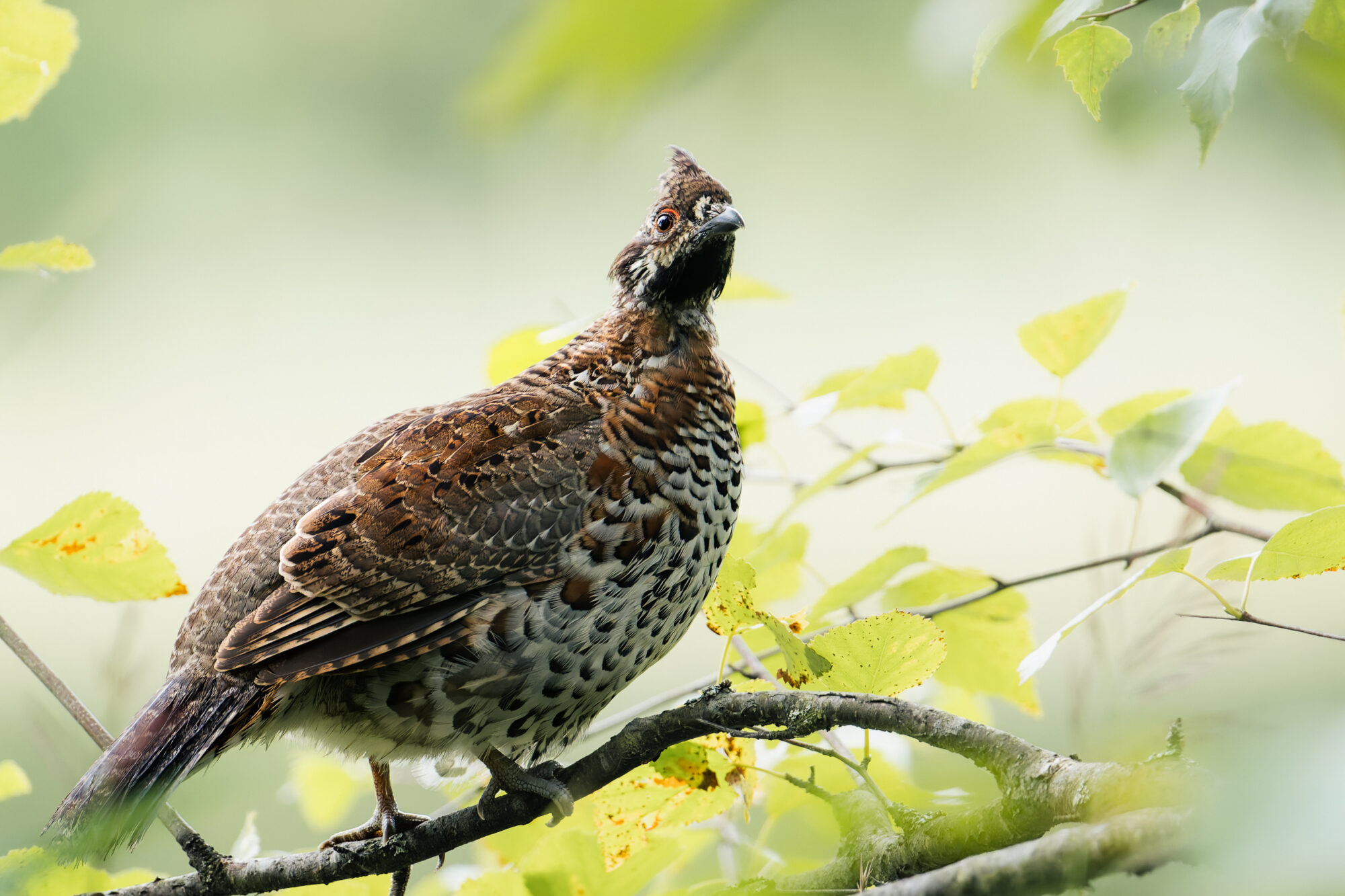 Valokuvaaja: Teemu Tiljander