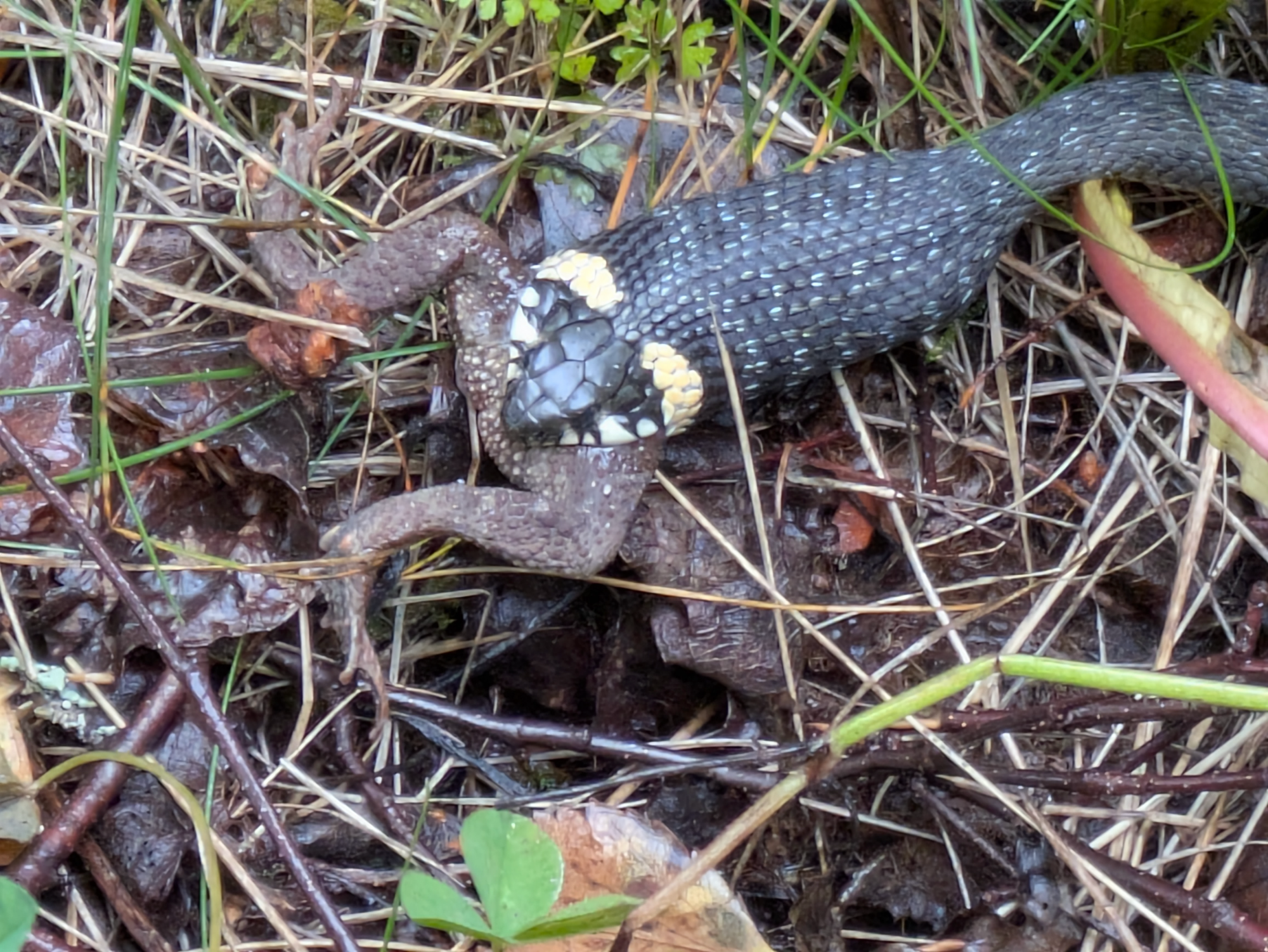 Valokuvaaja: Petri Hakola
