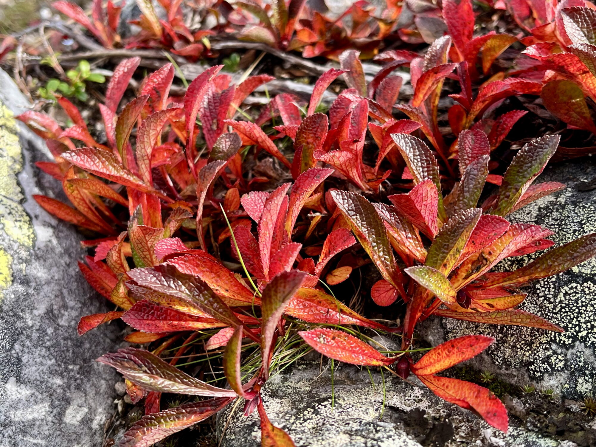 Valokuvaaja: Tuukka Pahtamaa