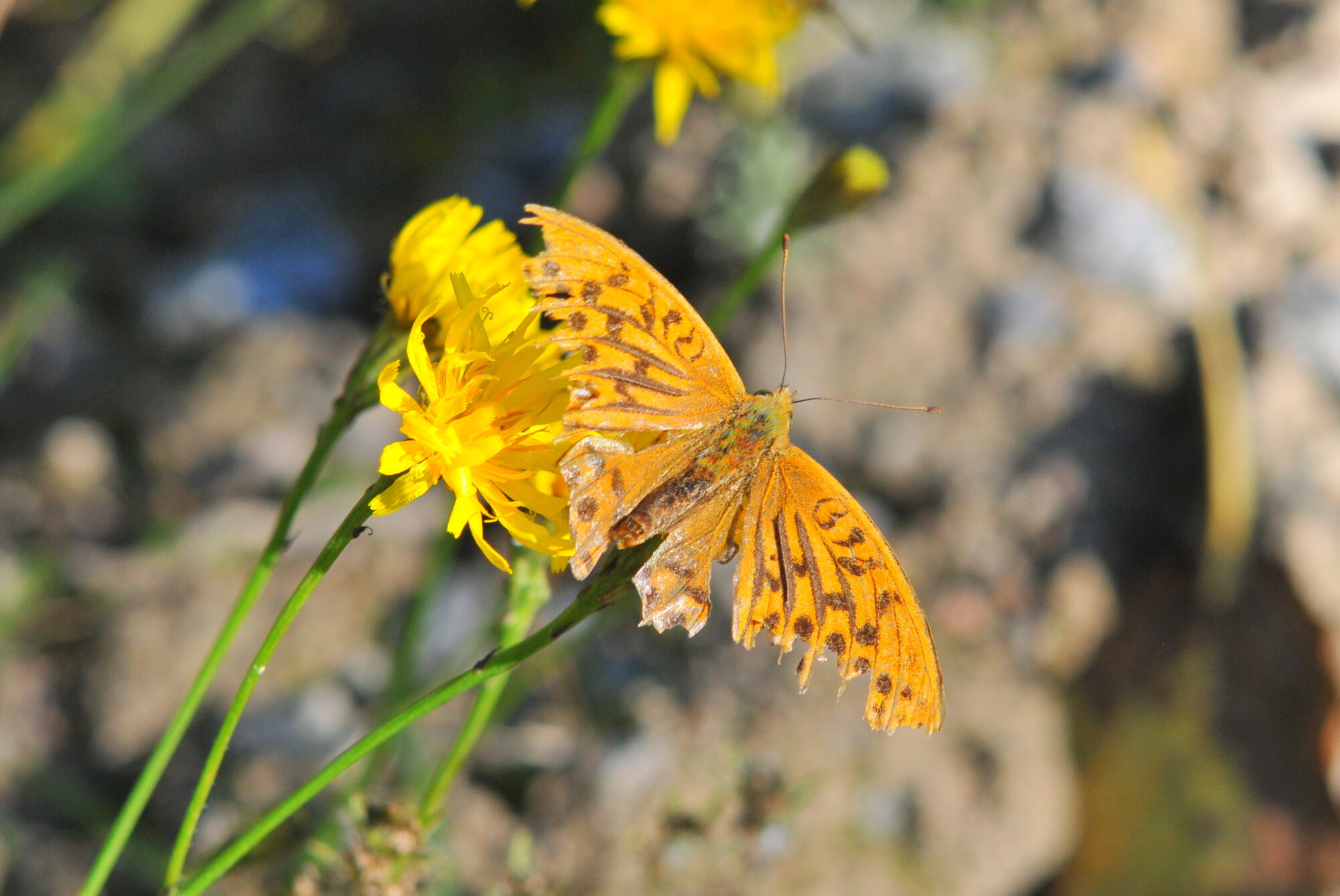 Valokuvaaja: Kaarlo Asikainen