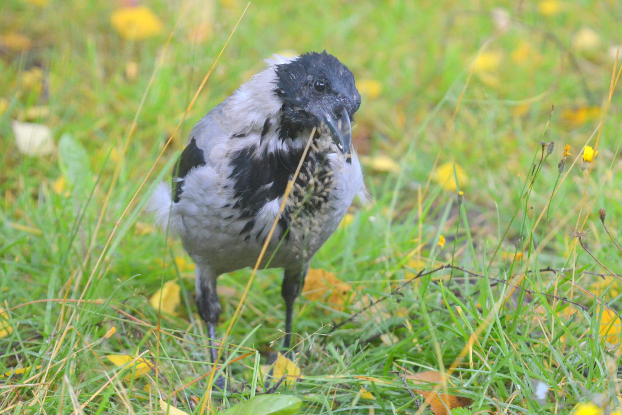 Valokuvaaja: Kaarlo Asikainen