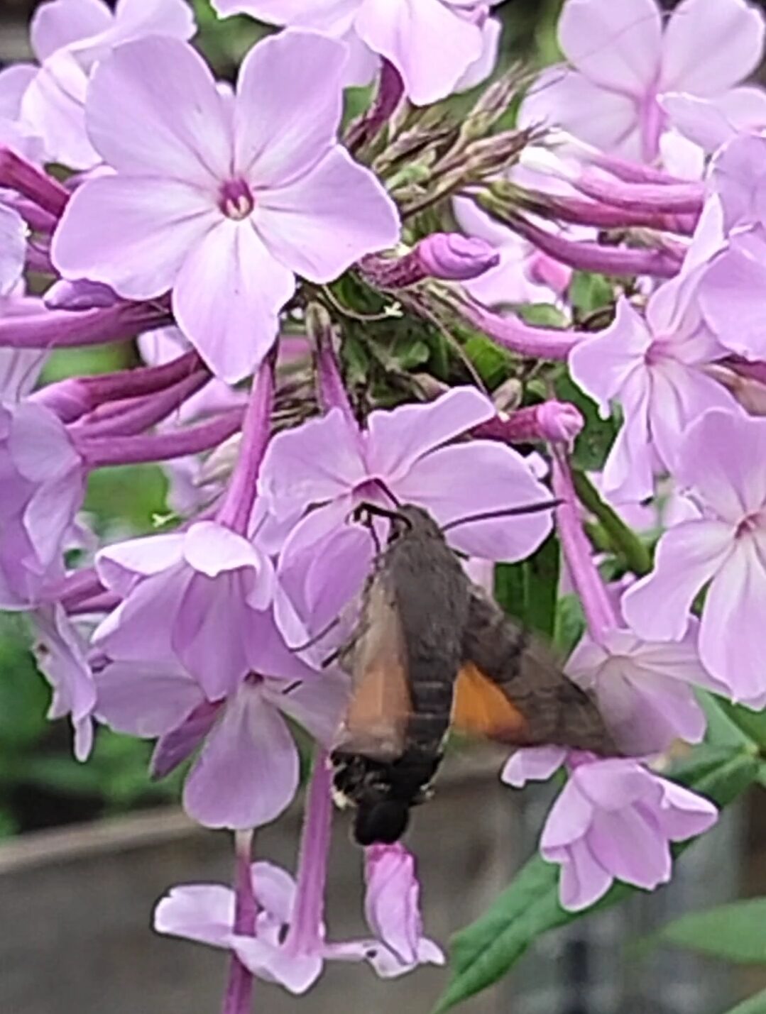 Valokuvaaja: Heidi Kero