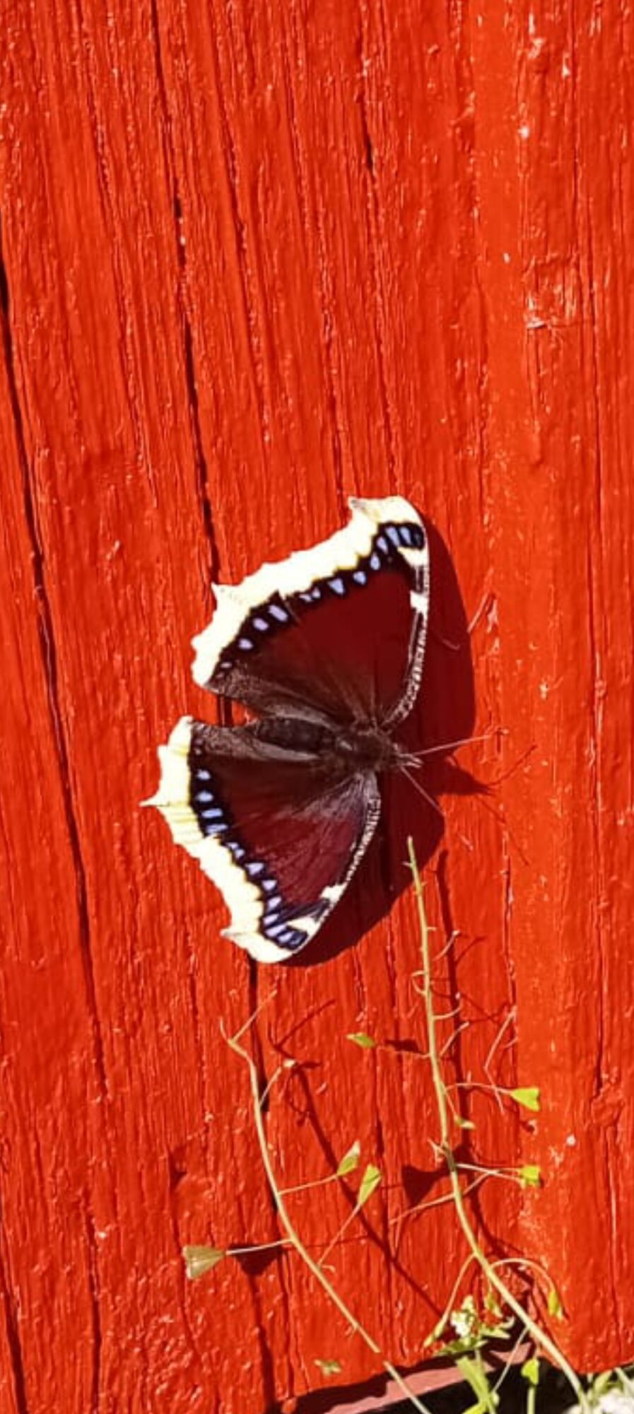 Valokuvaaja: Jani Pitkänen