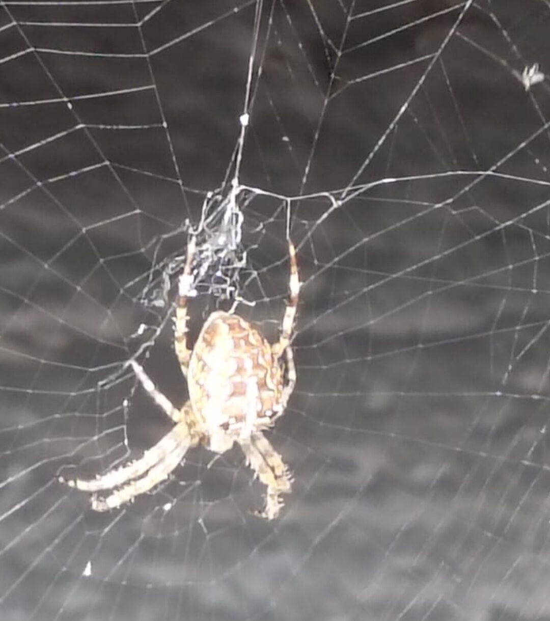 Valokuvaaja: Hanne Valkeapää