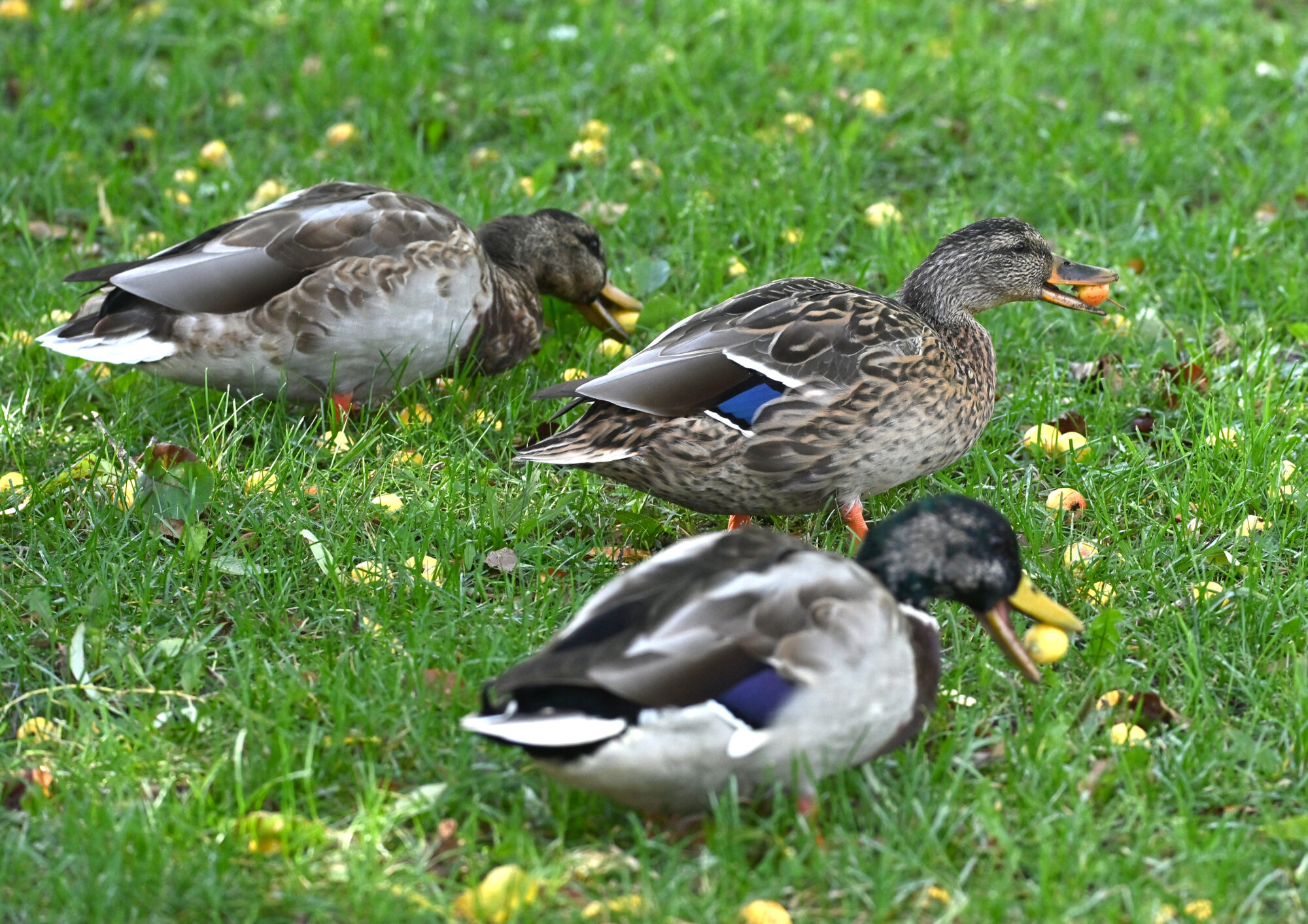 Valokuvaaja: Päivi Kiiskinen-Mustonen