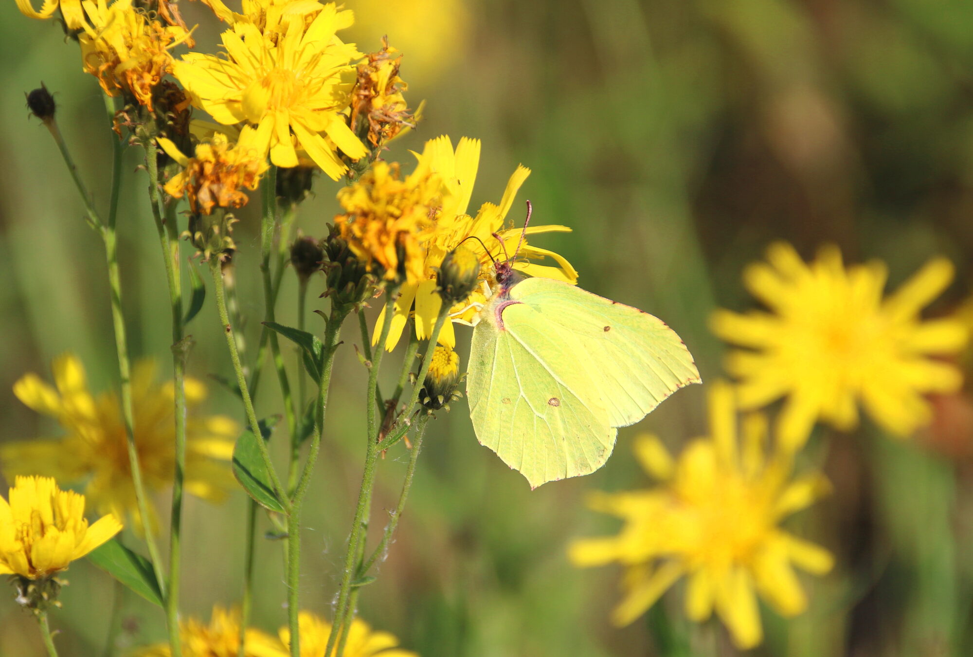 Valokuvaaja: Tuukka Pahtamaa