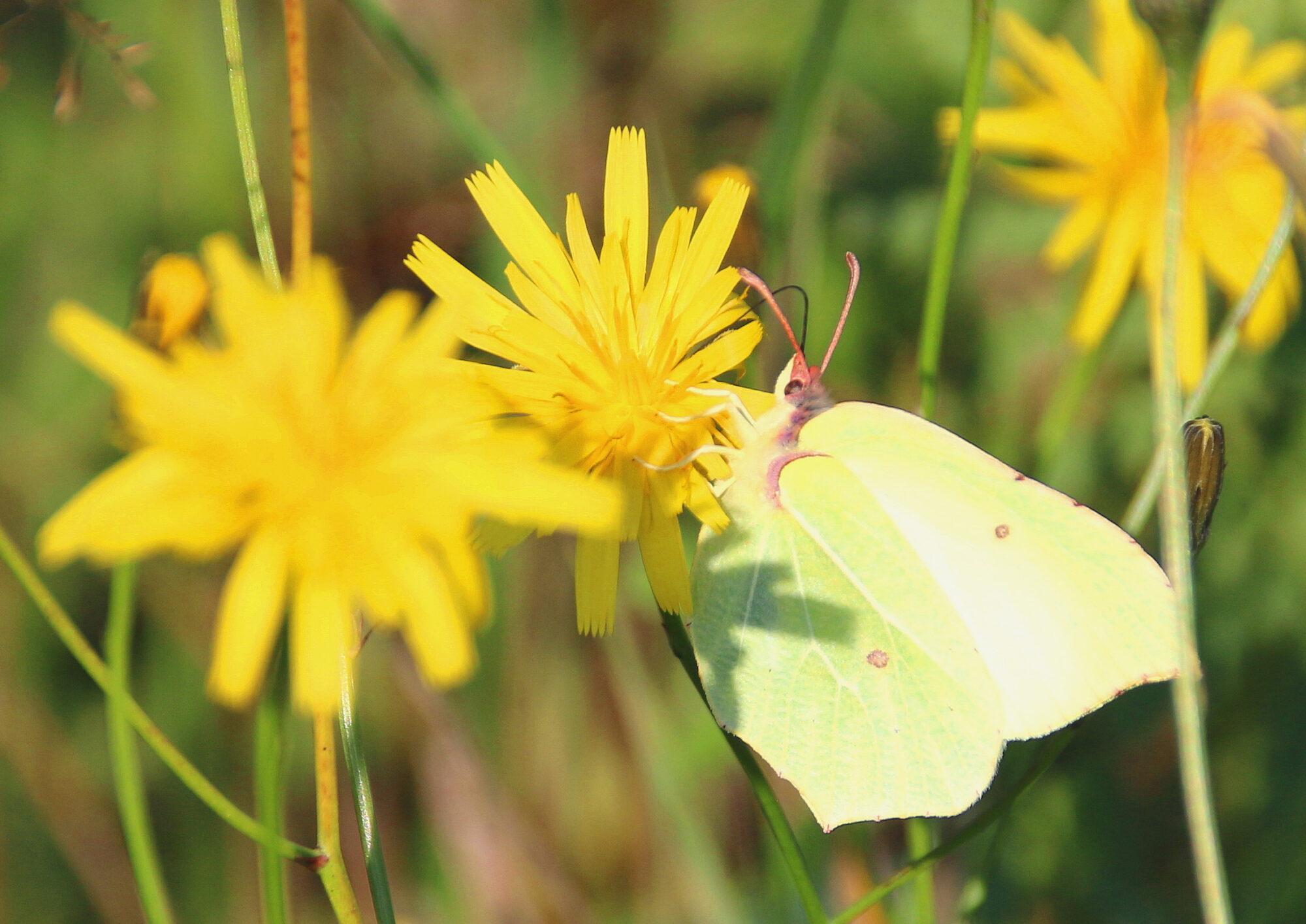 Valokuvaaja: Tuukka Pahtamaa