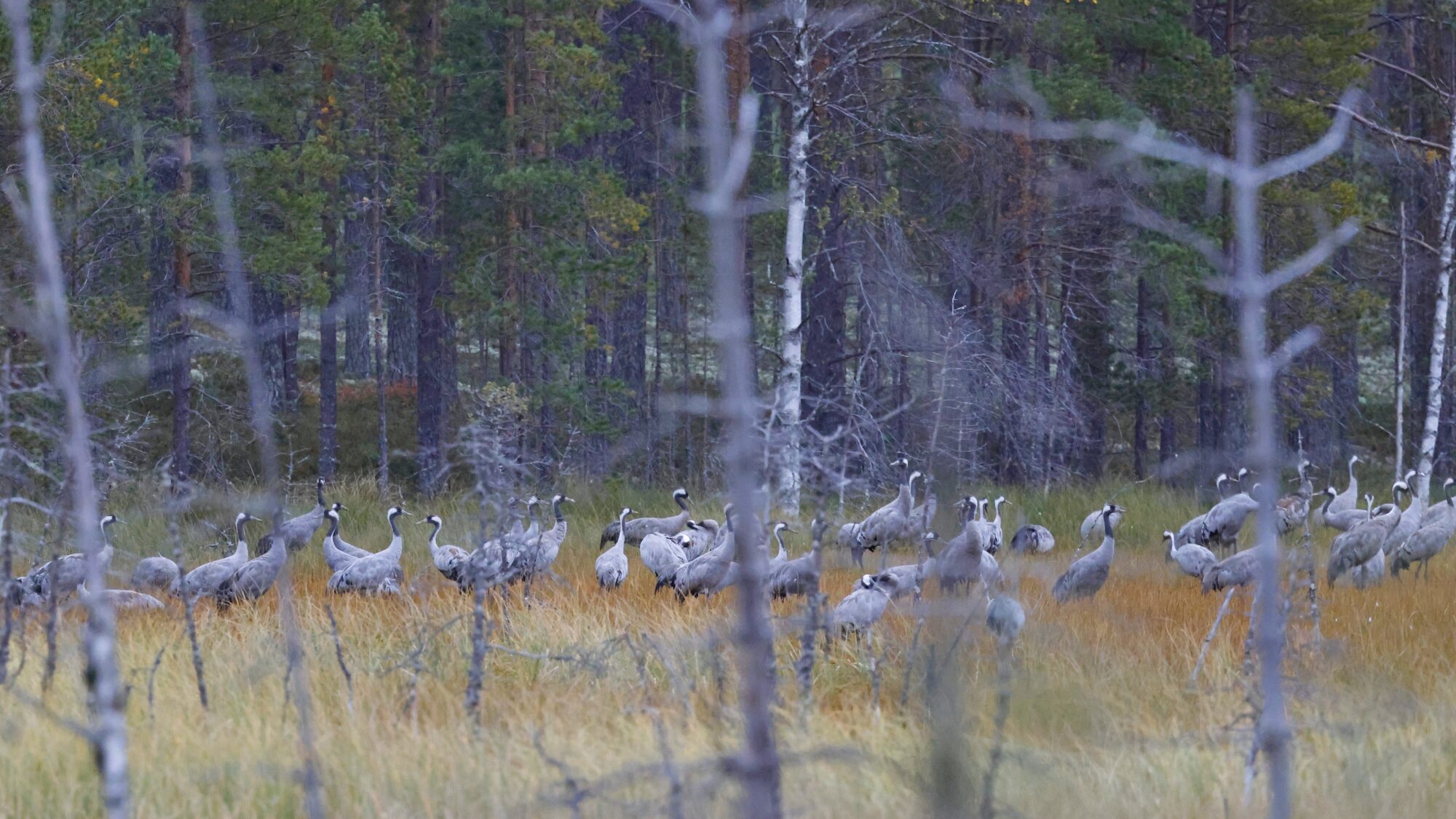 Valokuvaaja: Tommi Kujala