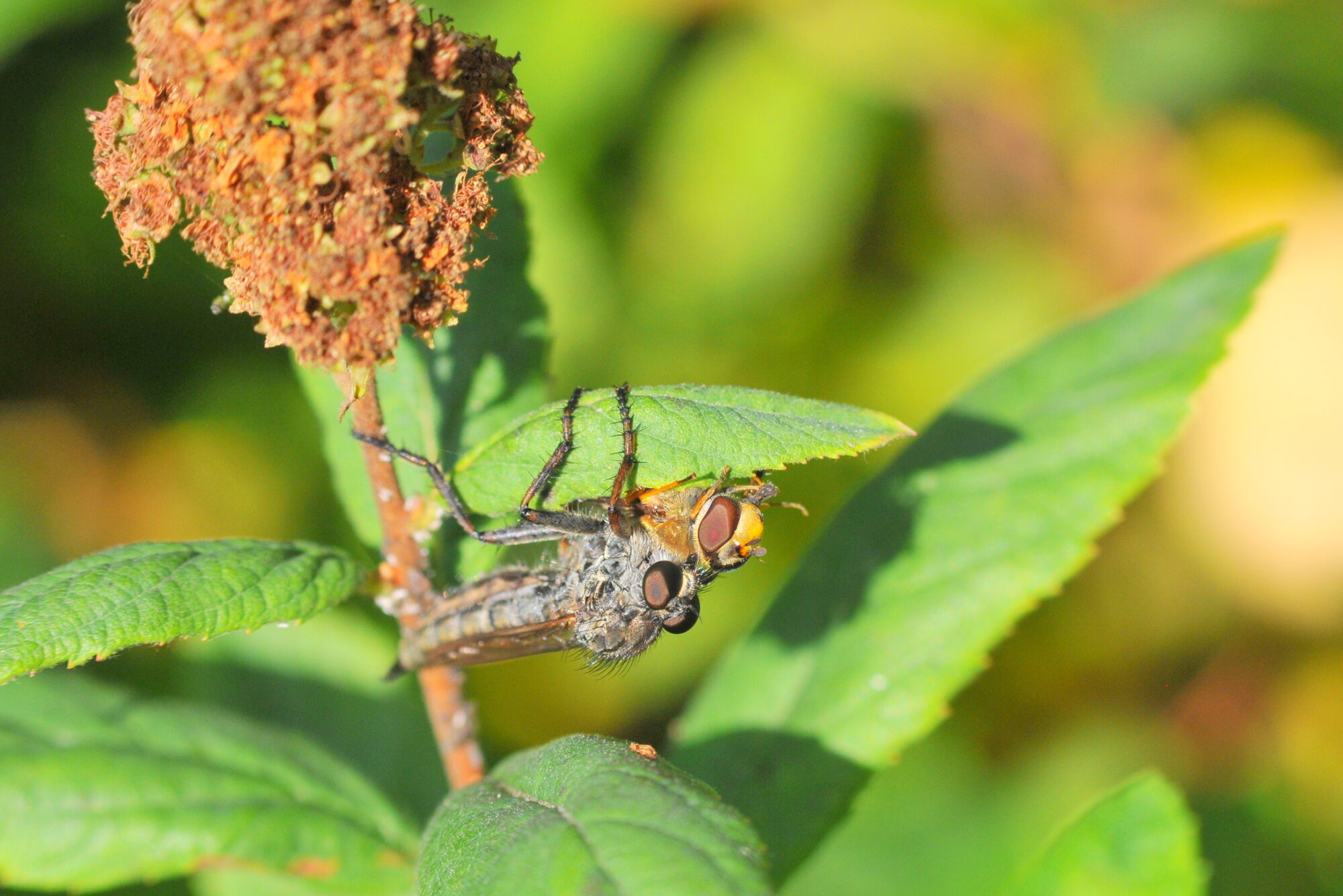 Valokuvaaja: Kaarlo Asikainen