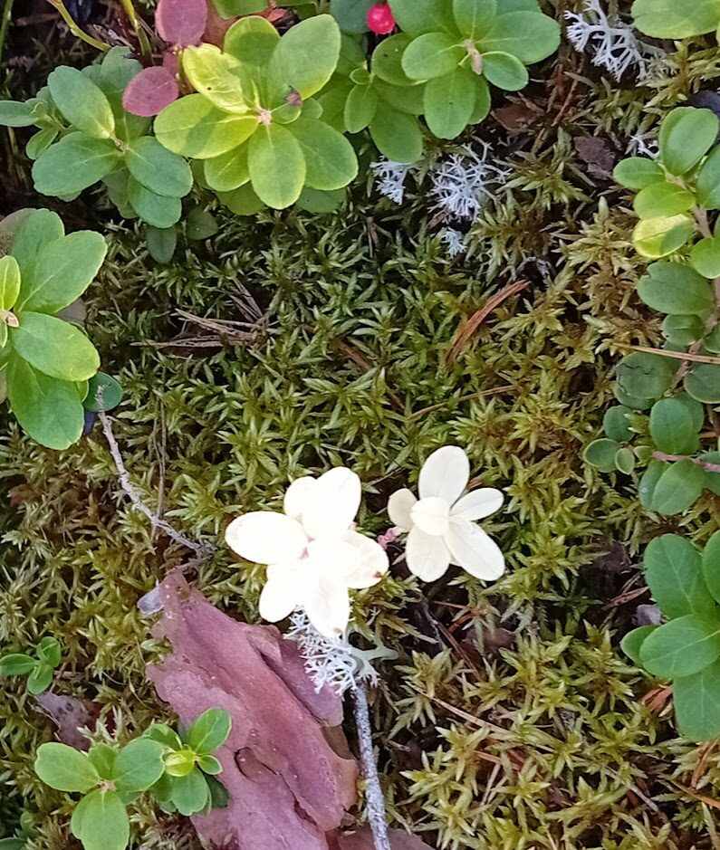 Valokuvaaja: Mika Väisänen