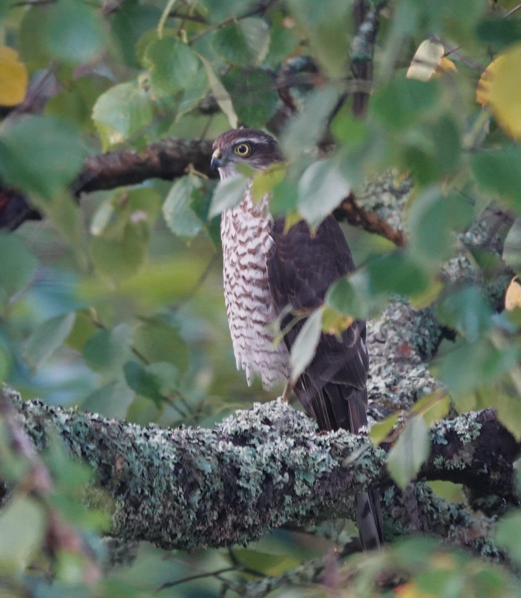 Valokuvaaja: Kaarina Heiskanen