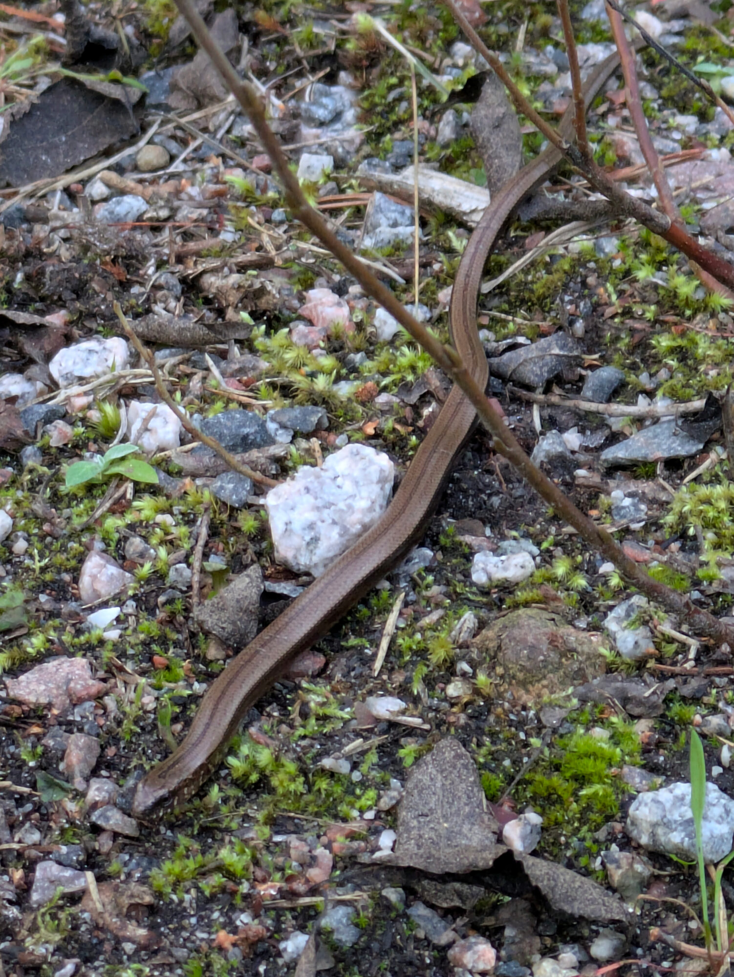 Valokuvaaja: Anni Dohlen