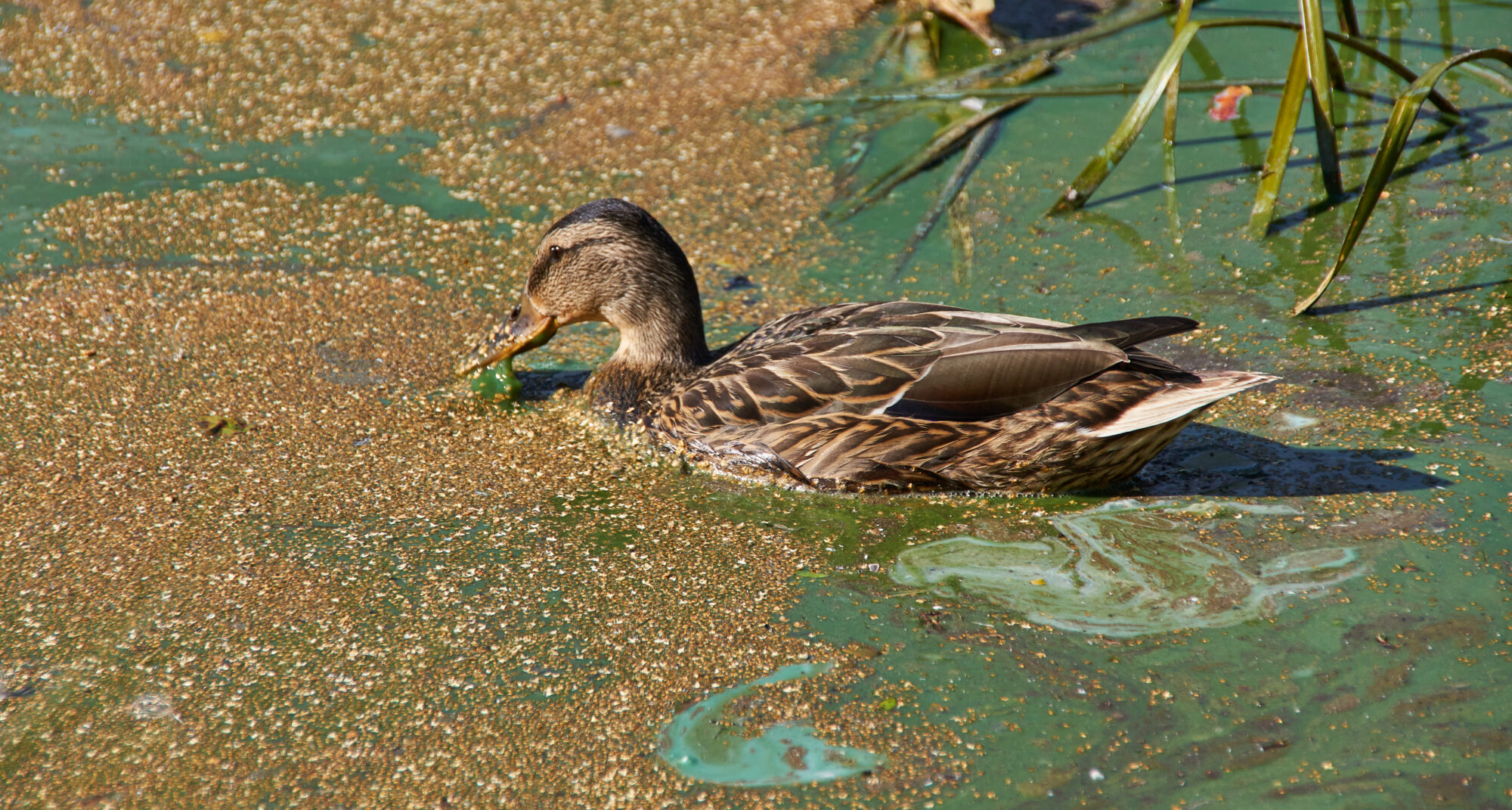 Valokuvaaja: Tarja Kouvo
