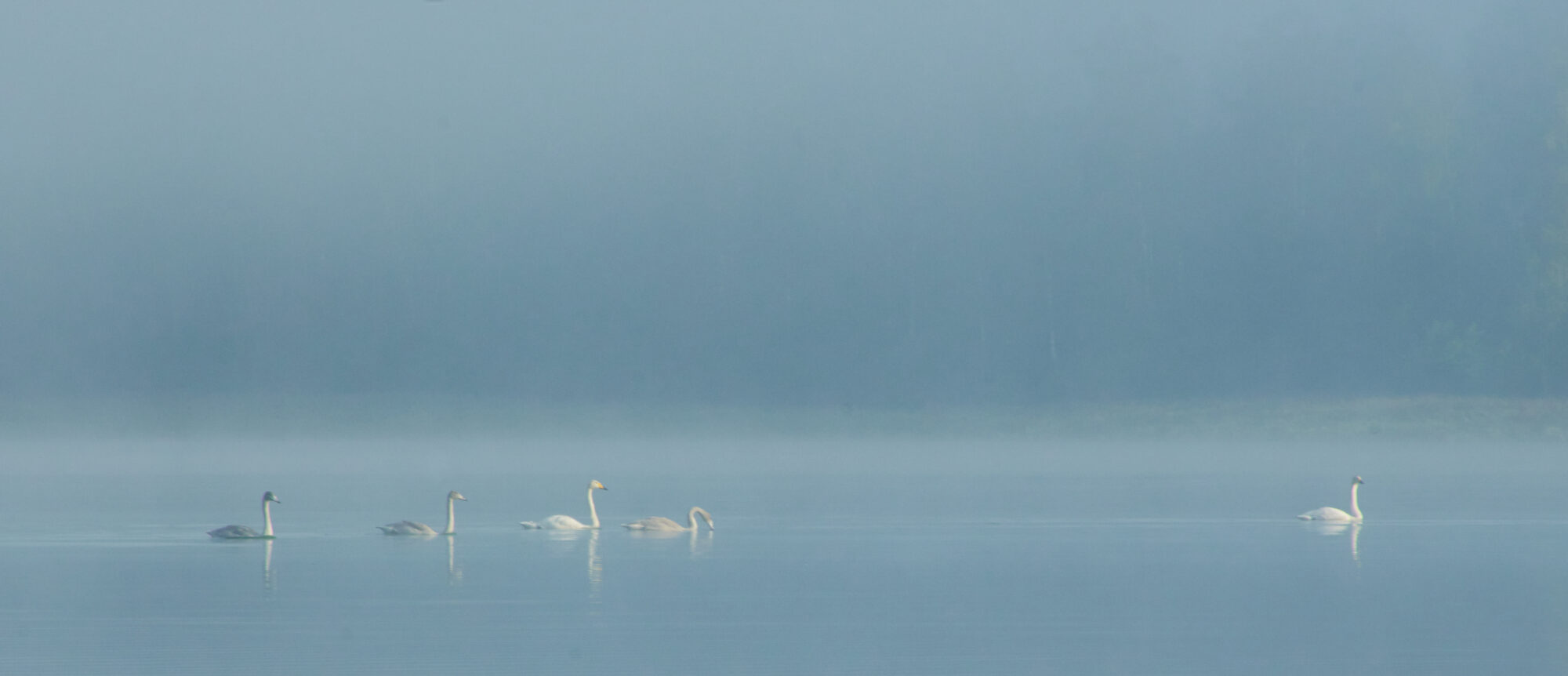 Valokuvaaja: Tarja Kouvo