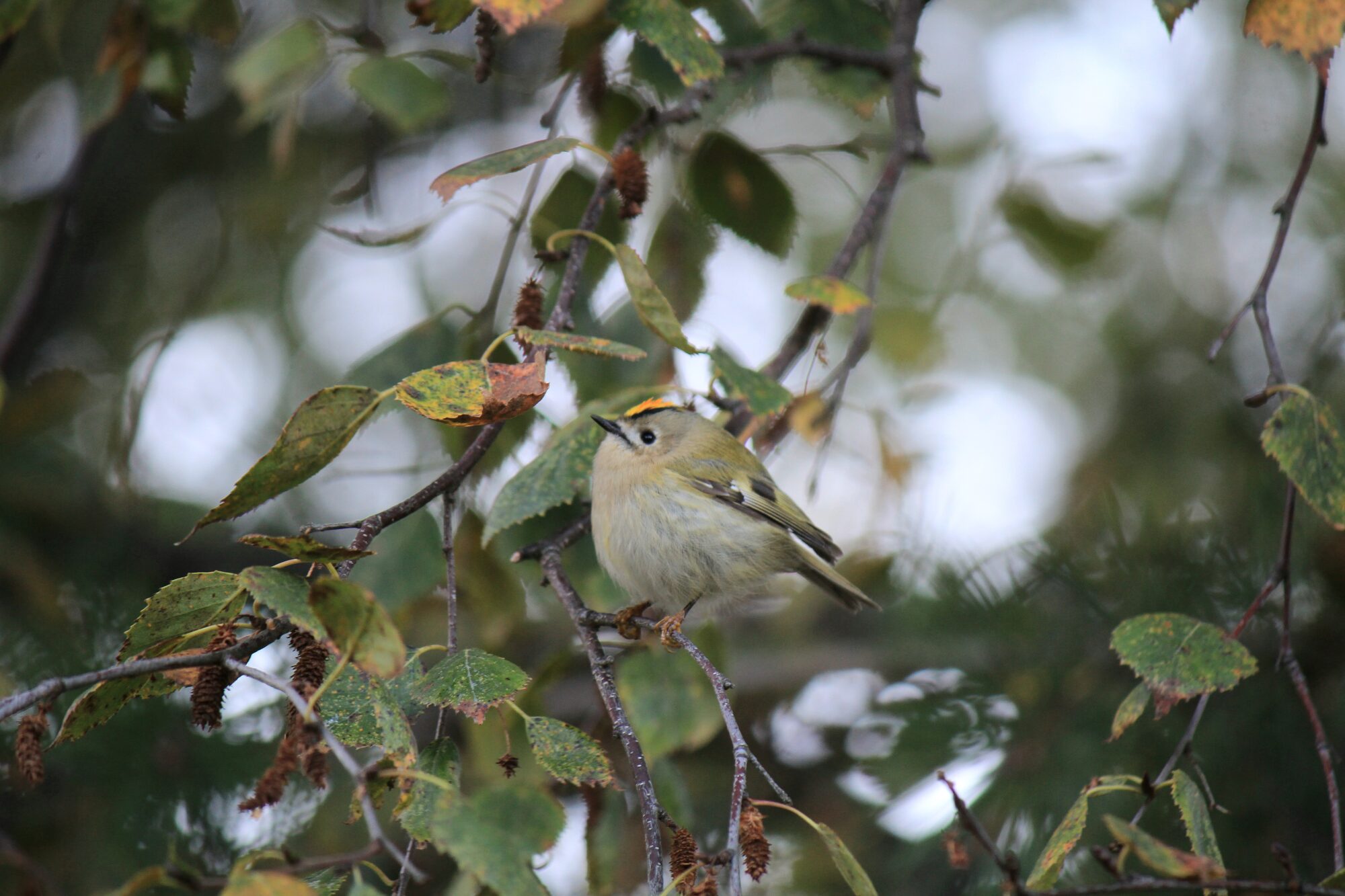 Valokuvaaja: Lina Honkaperä