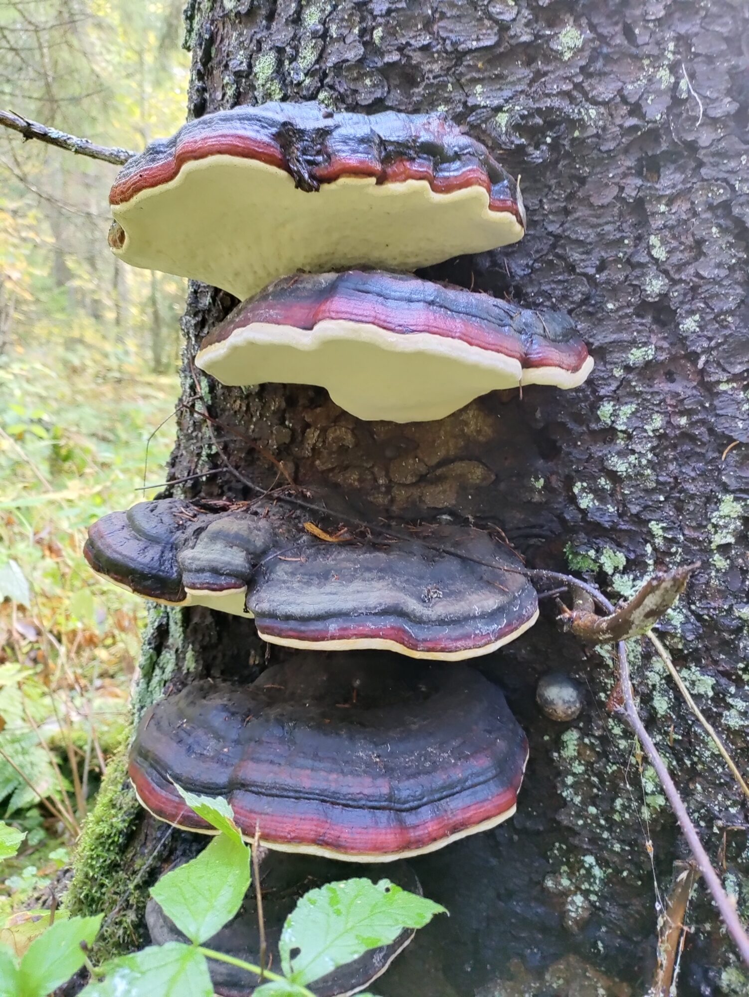 Valokuvaaja: Hannu Tikkanen