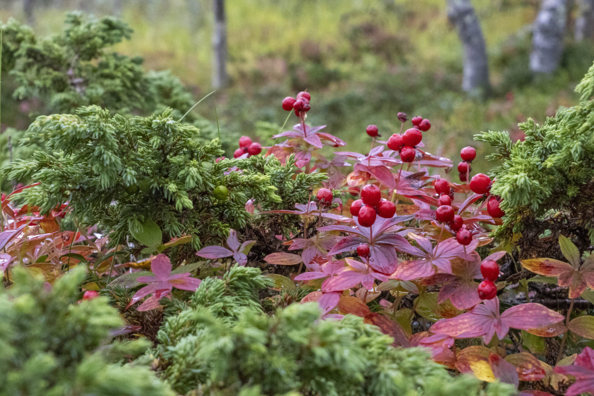 Valokuvaaja: Hannu Tikkanen