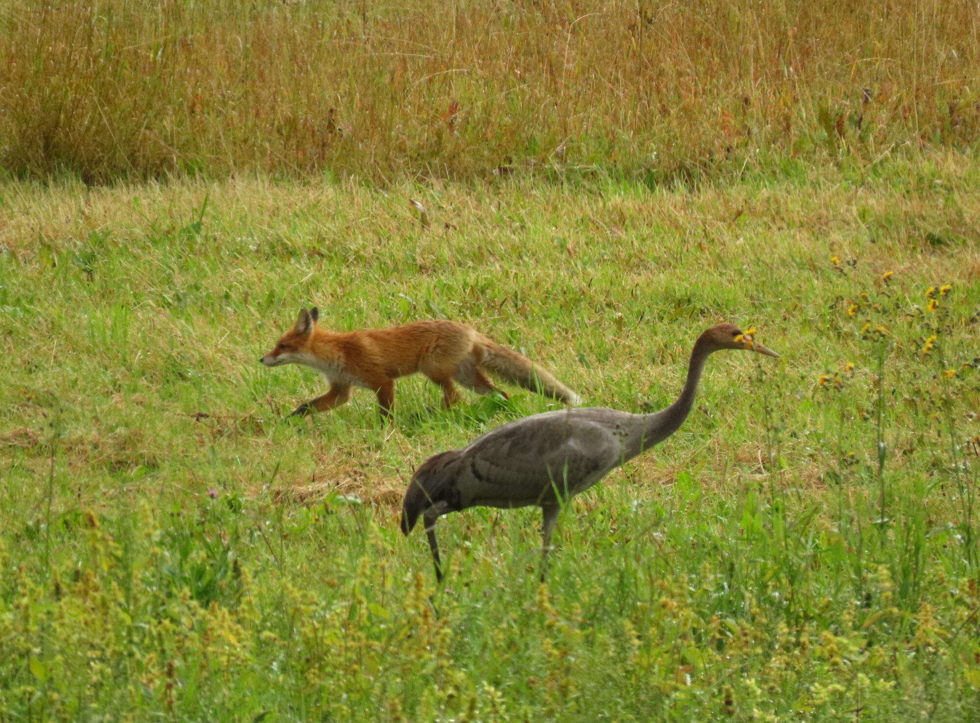 Valokuvaaja: Mirja Suoknuuti