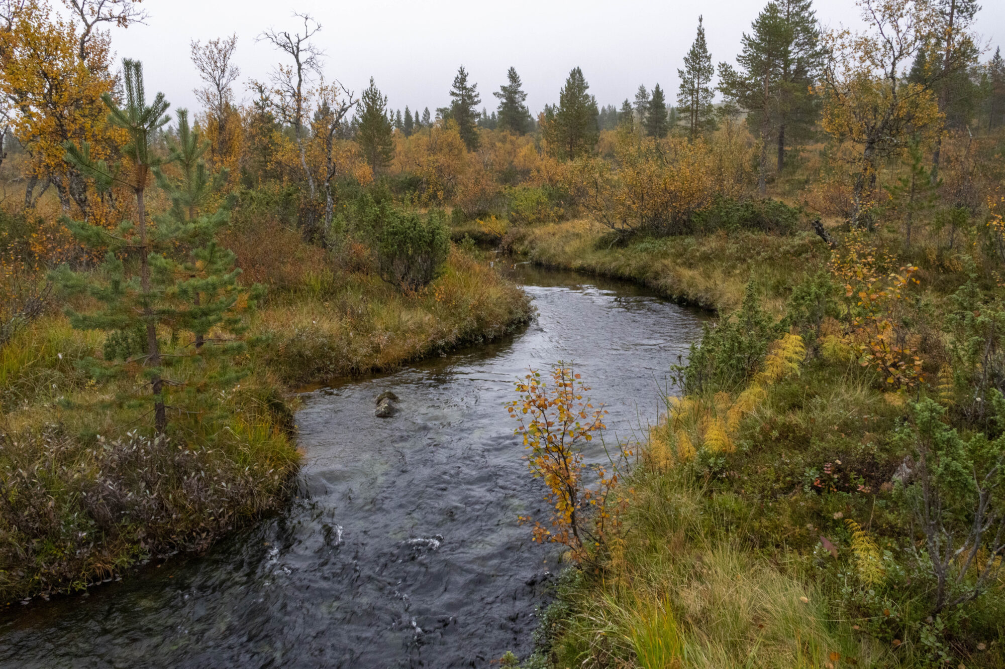 Valokuvaaja: Hannu Tikkanen
