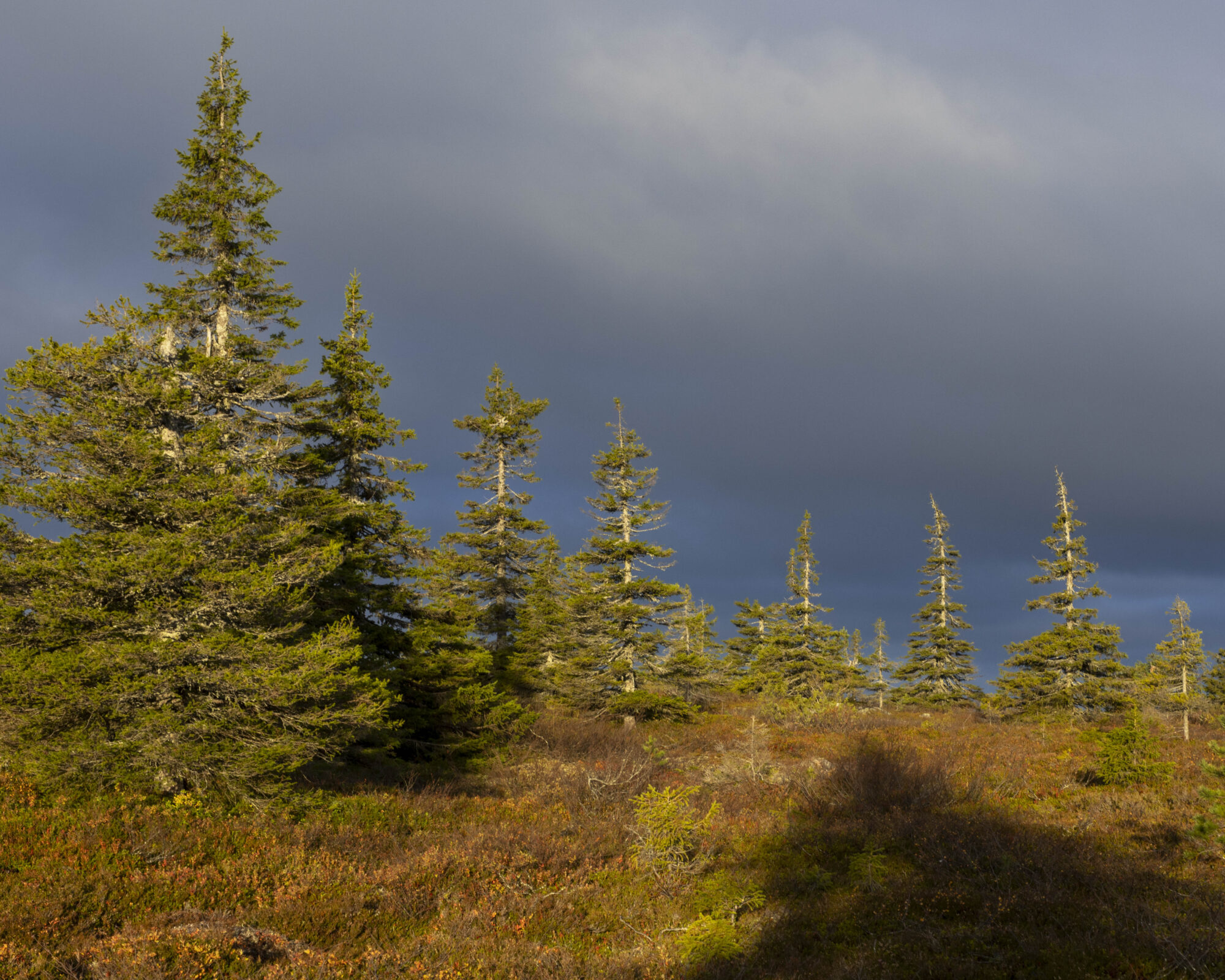 Valokuvaaja: Hannu Tikkanen