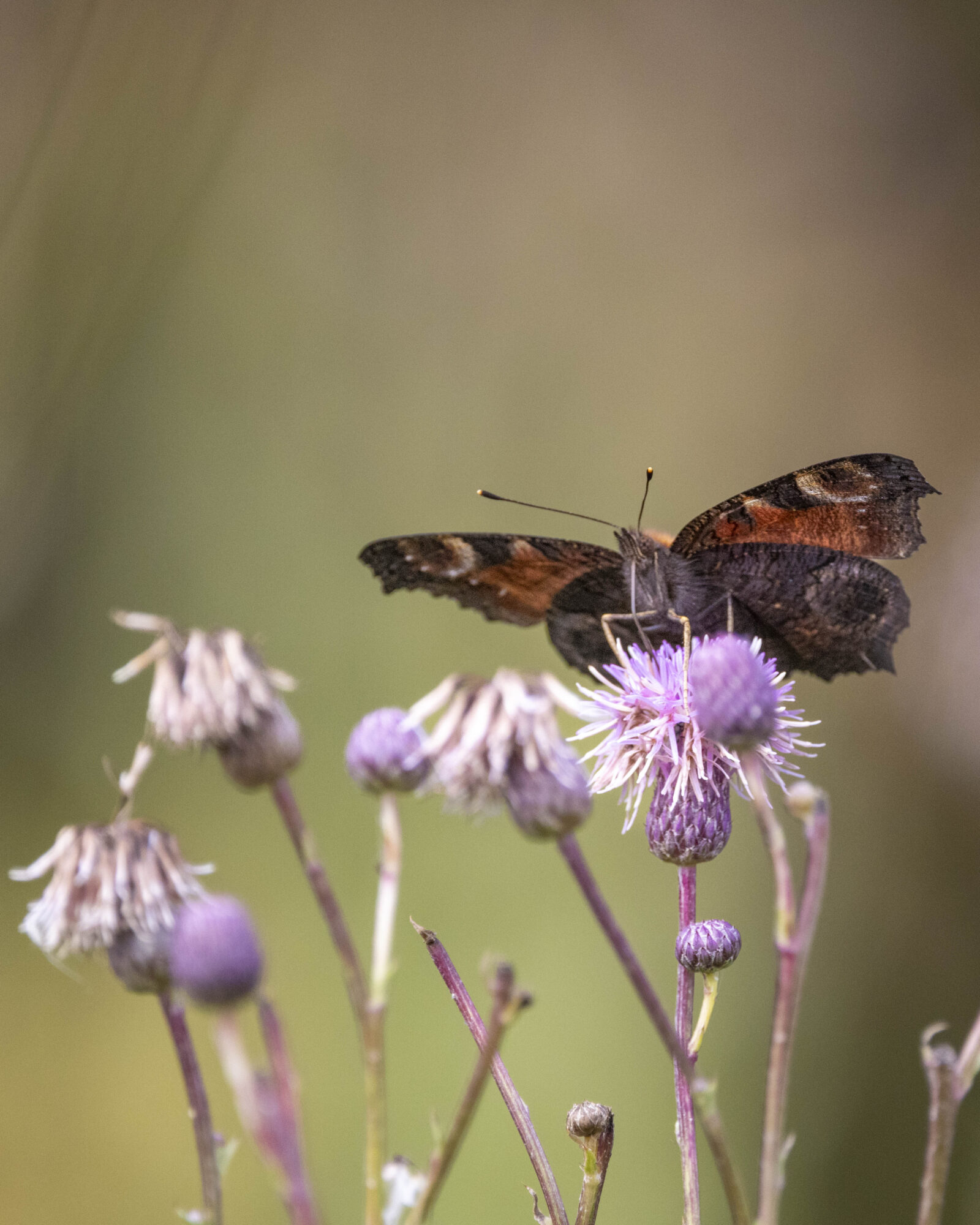 Valokuvaaja: Hannu Tikkanen