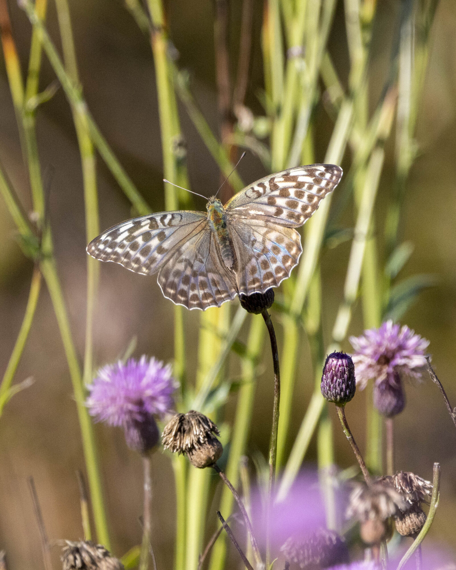 Valokuvaaja: Hannu Tikkanen