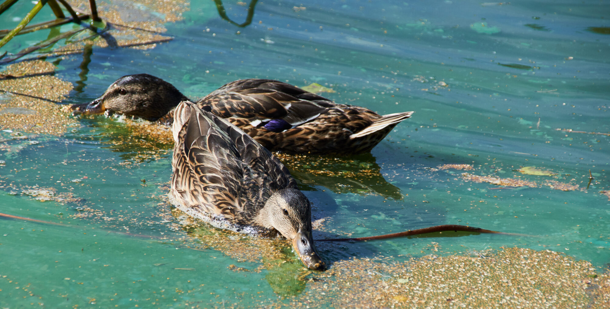 Valokuvaaja: Tarja Kouvo