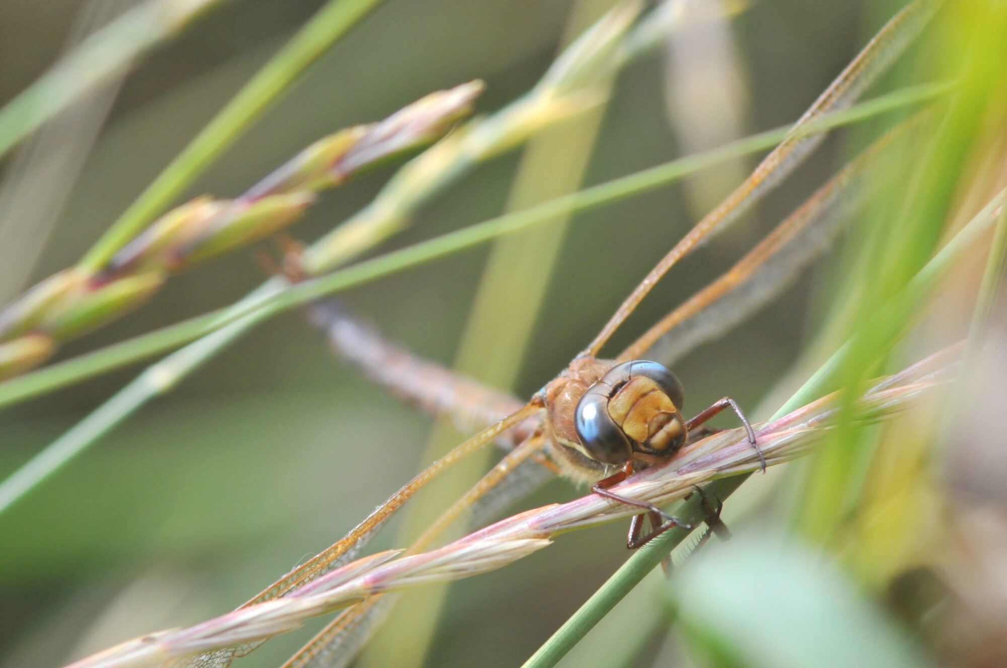 Valokuvaaja: Kaarlo Asikainen