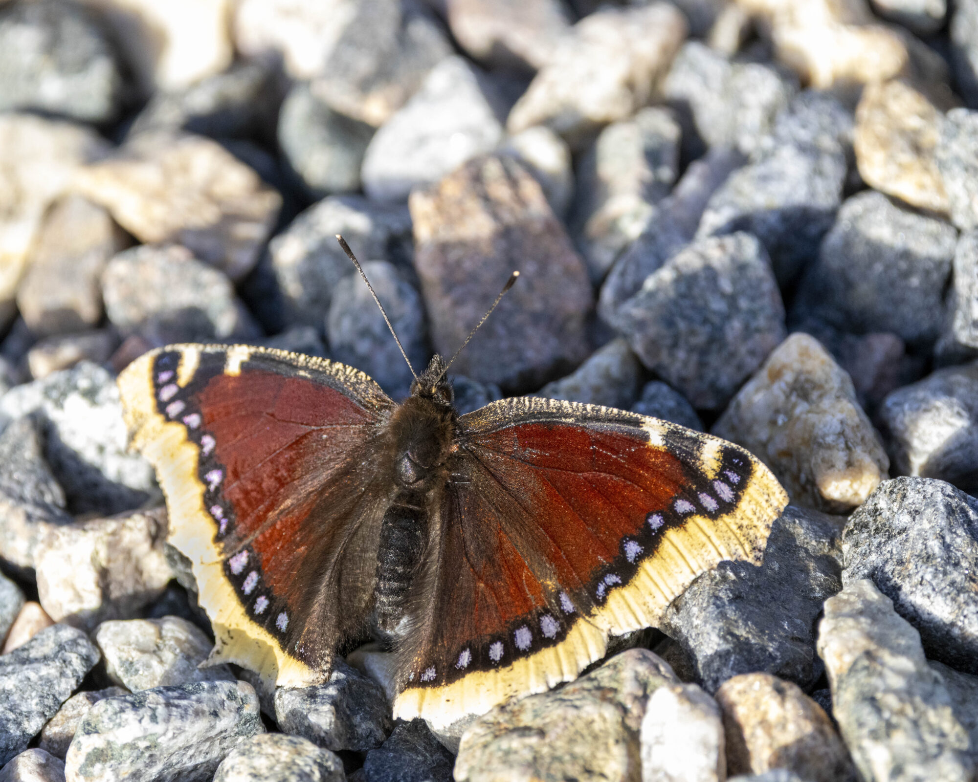 Valokuvaaja: Hannu Tikkanen