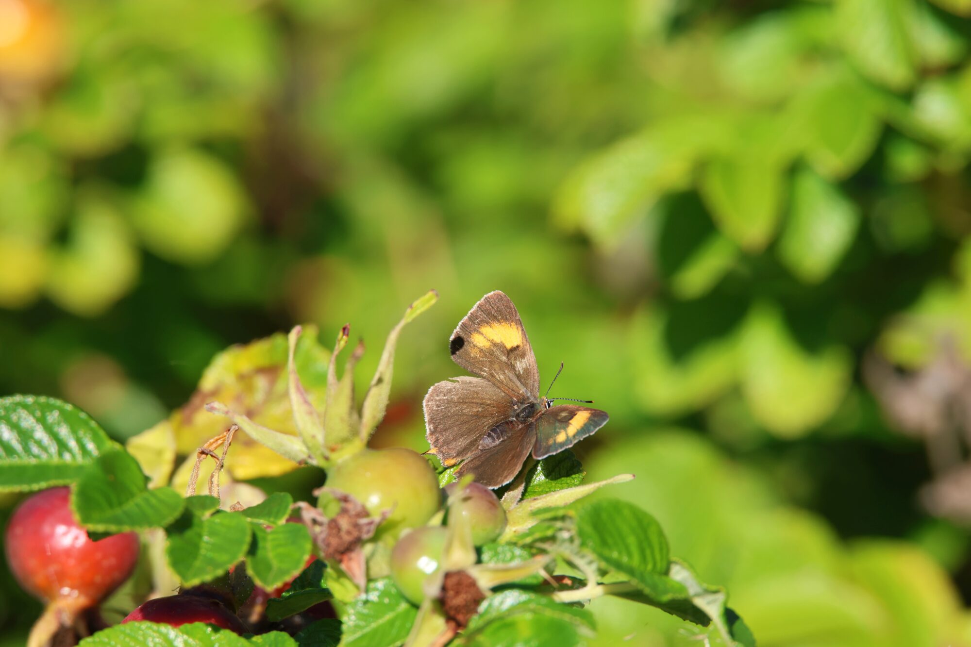 Valokuvaaja: Jaana Saarelainen