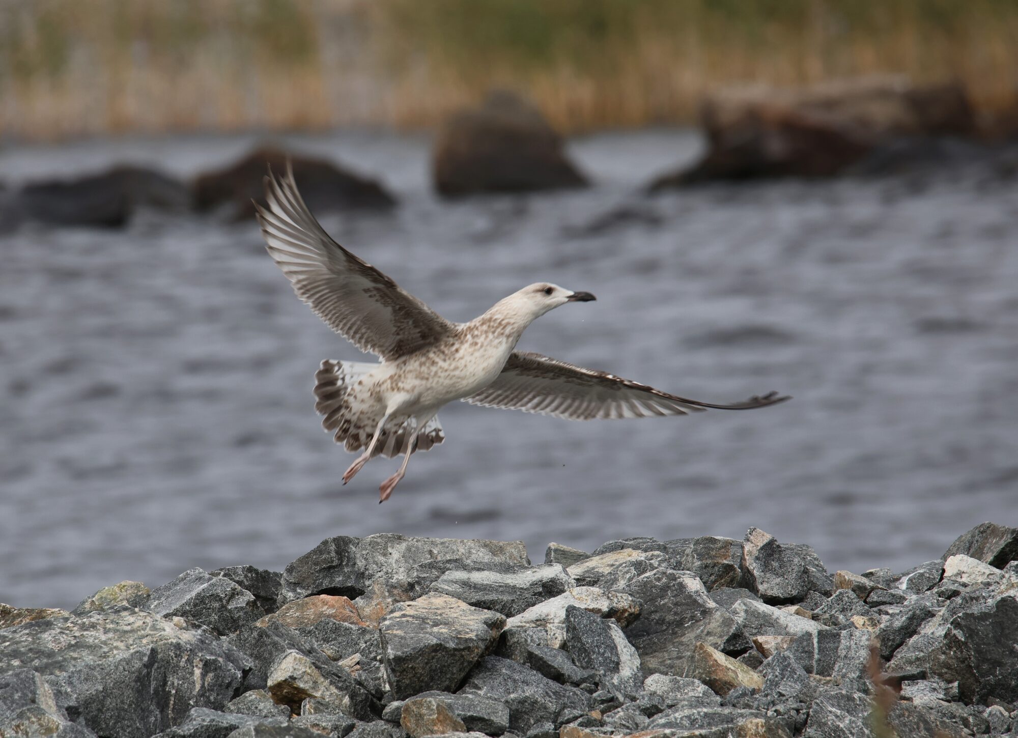 Valokuvaaja: Jaana Saarelainen