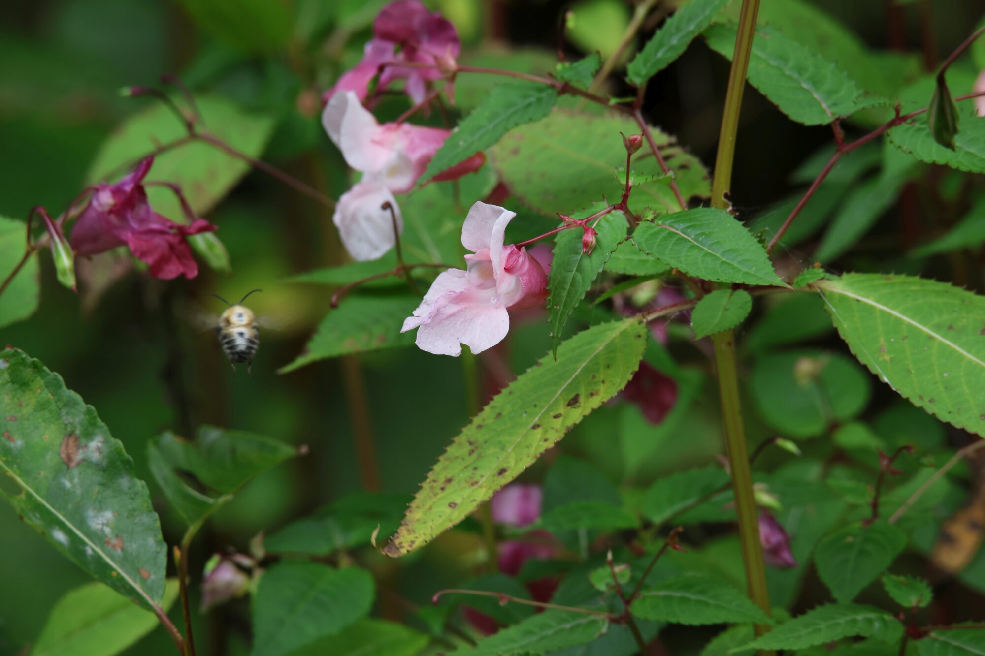 Valokuvaaja: Jaana Saarelainen