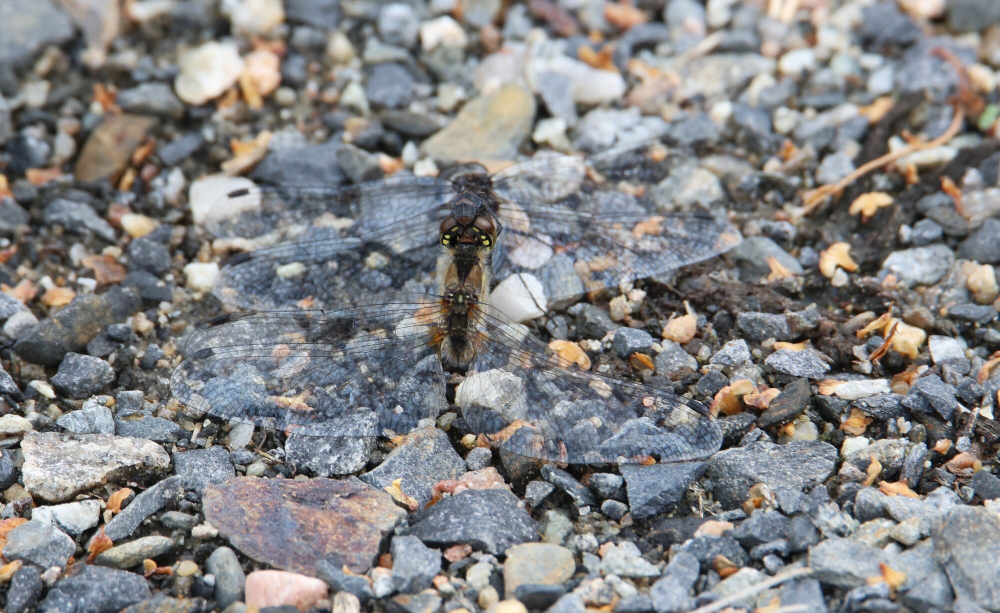 Valokuvaaja: Jaana Saarelainen