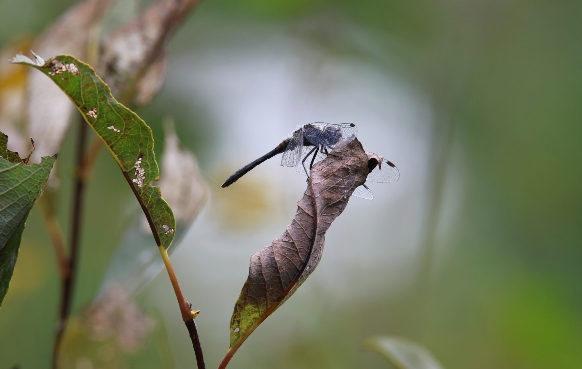 Valokuvaaja: Jaana Saarelainen