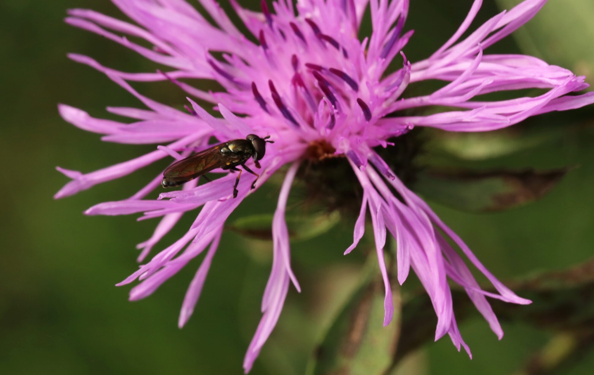 Valokuvaaja: Jaana Saarelainen