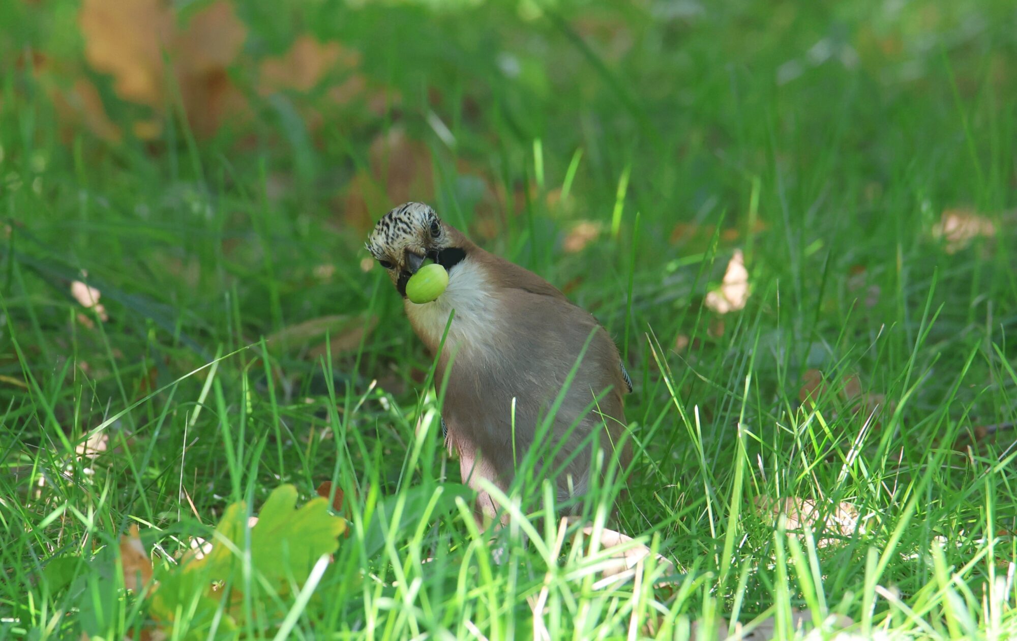 Valokuvaaja: Jaana Saarelainen