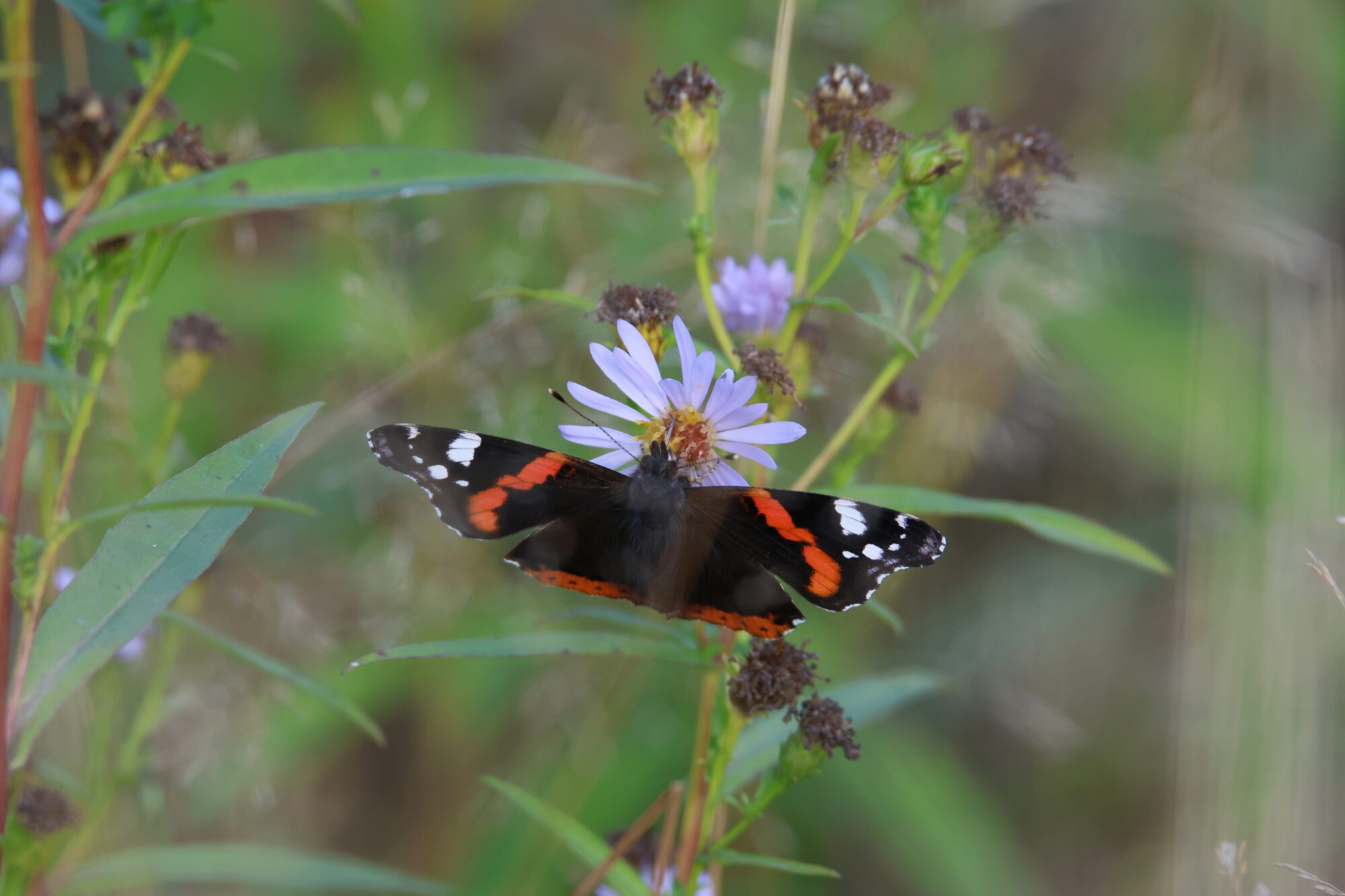 Valokuvaaja: Jaana Saarelainen