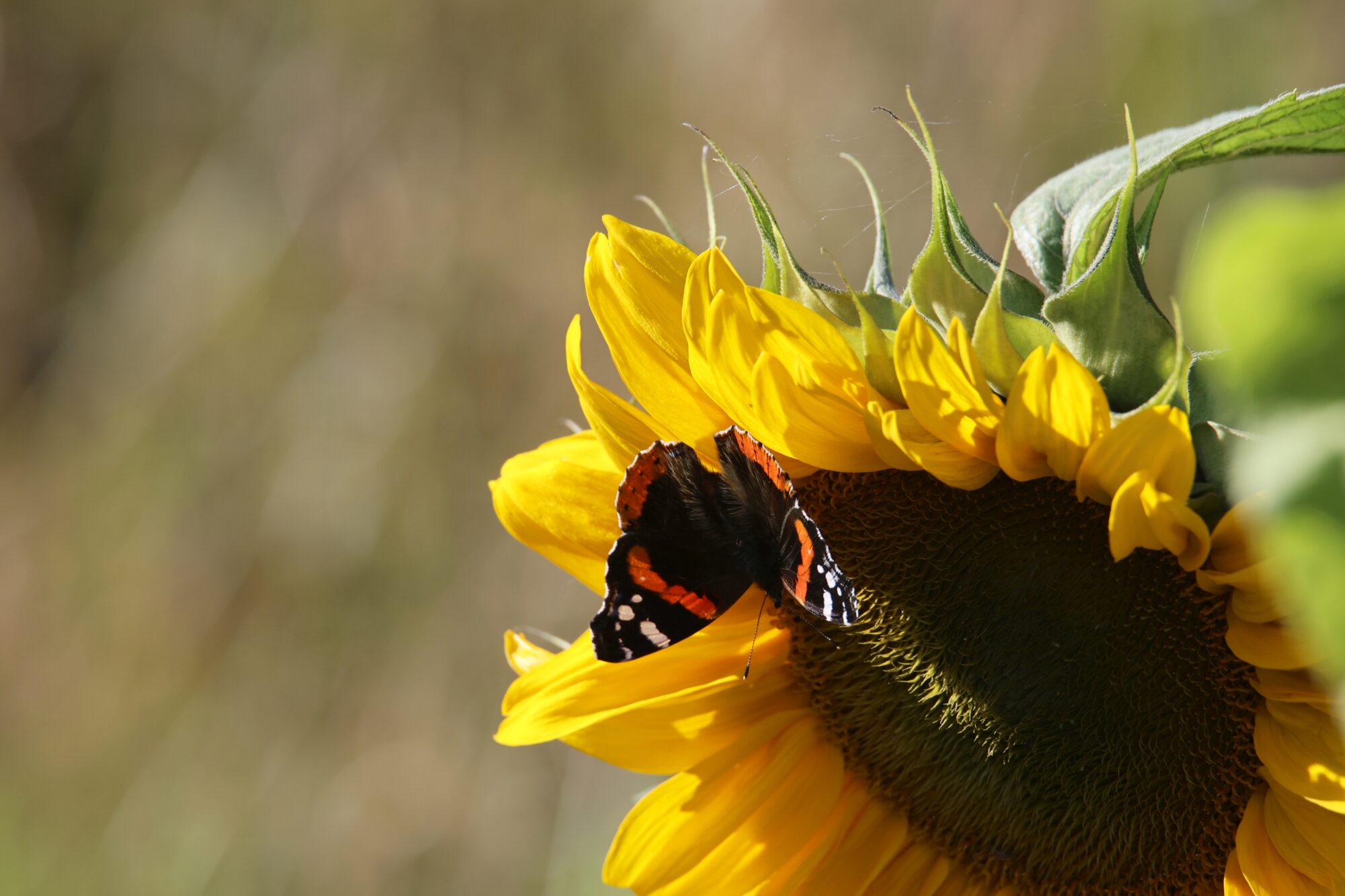 Valokuvaaja: Jaana Saarelainen
