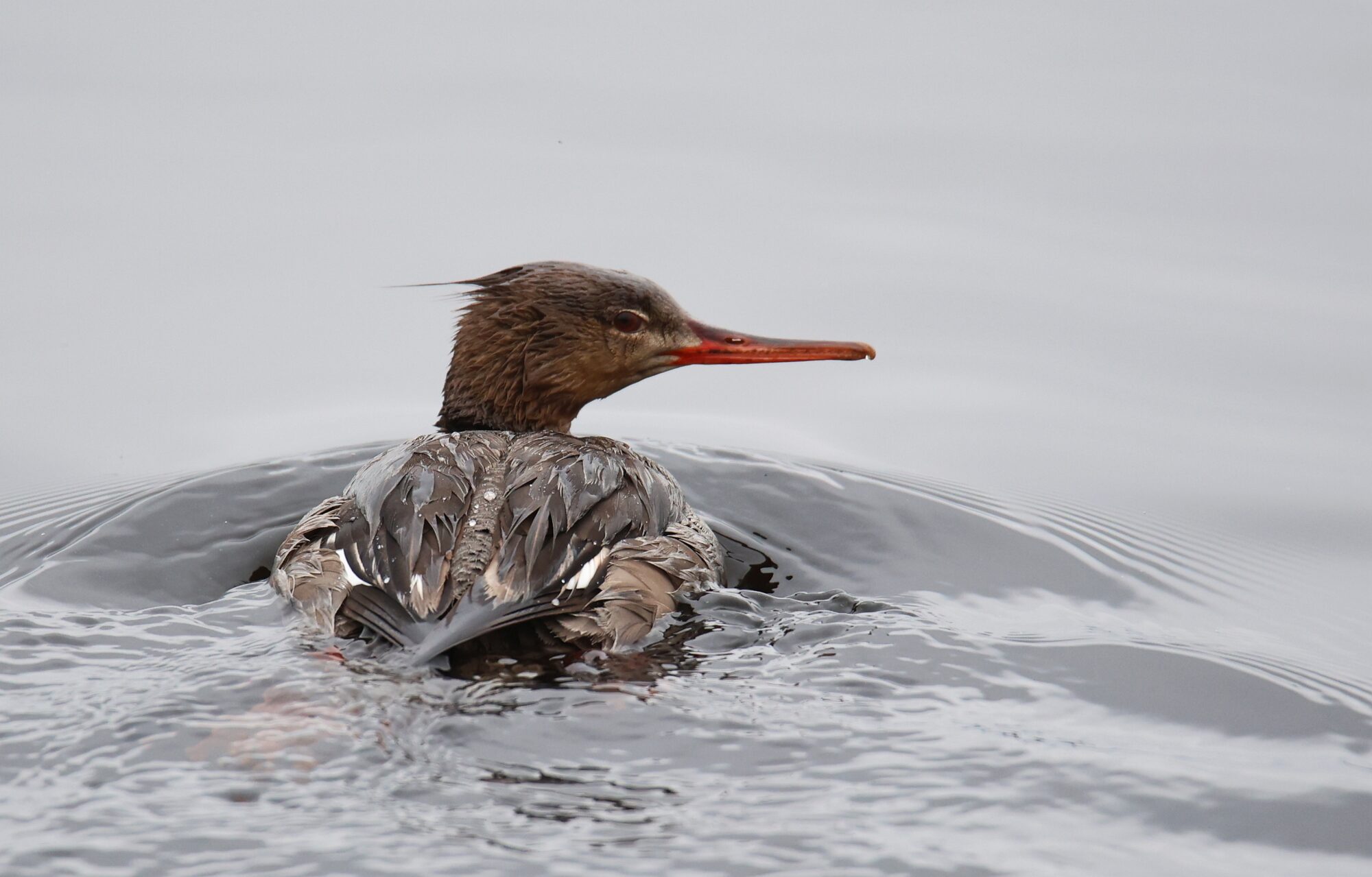 Valokuvaaja: Jaana Saarelainen