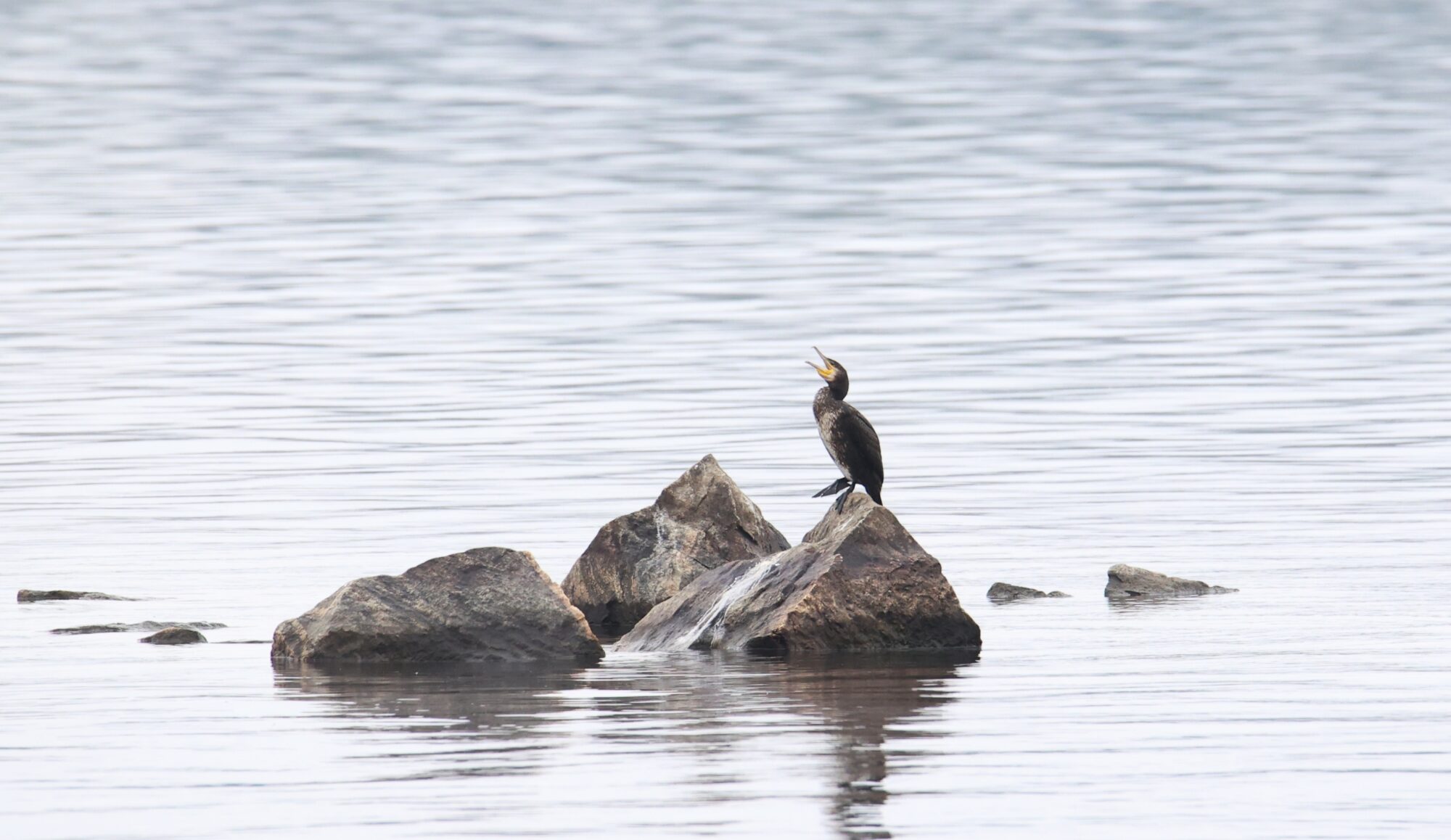 Valokuvaaja: Jaana Saarelainen