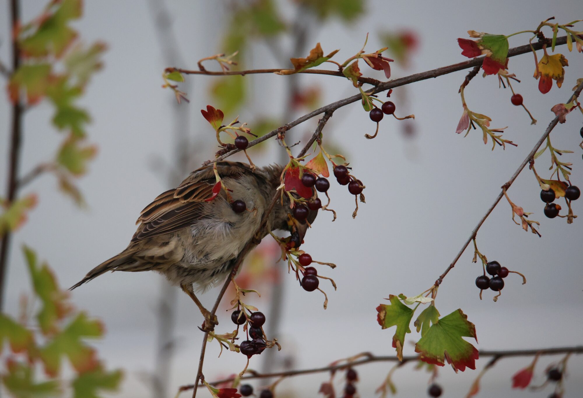 Valokuvaaja: Jaana Saarelainen
