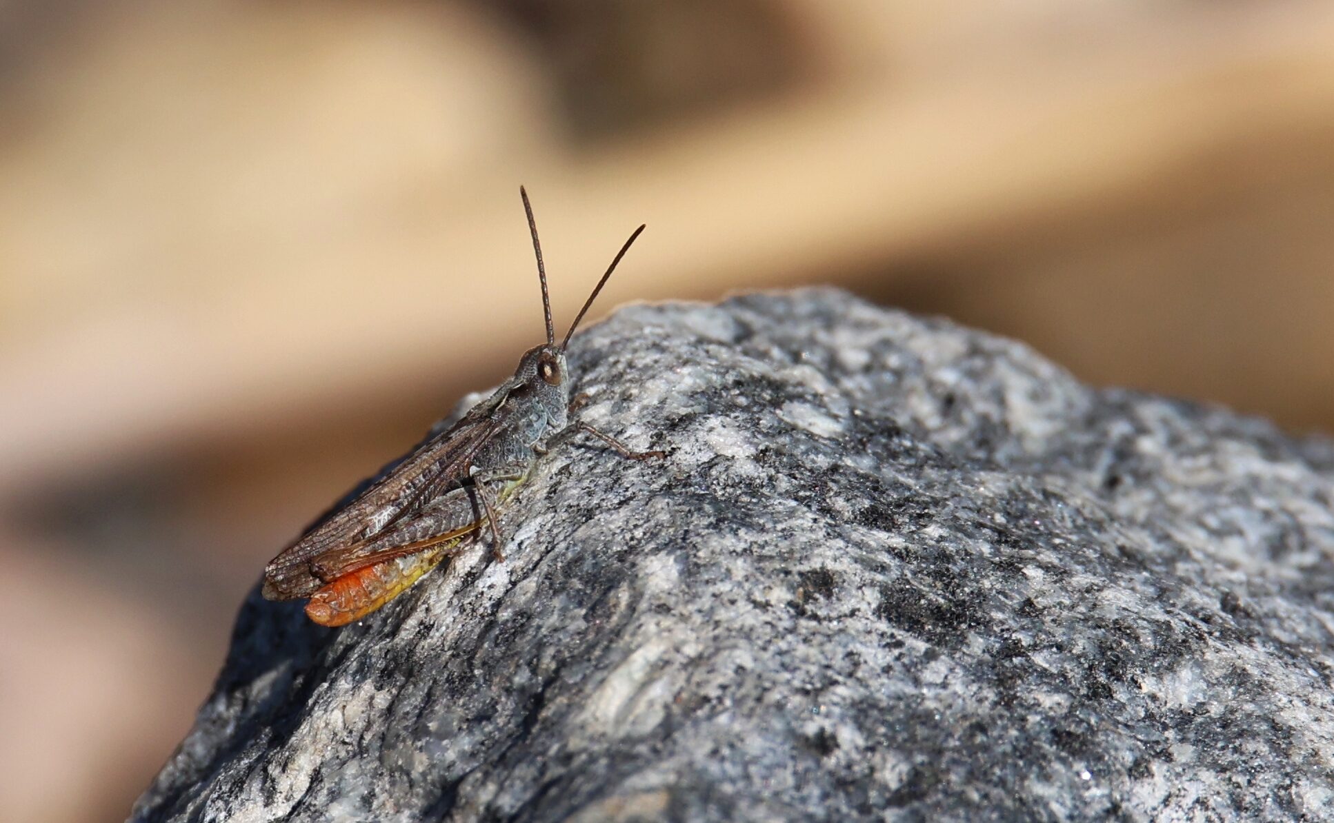 Valokuvaaja: Jaana Saarelainen Valokuvaaja: Jaana Saarelainen
