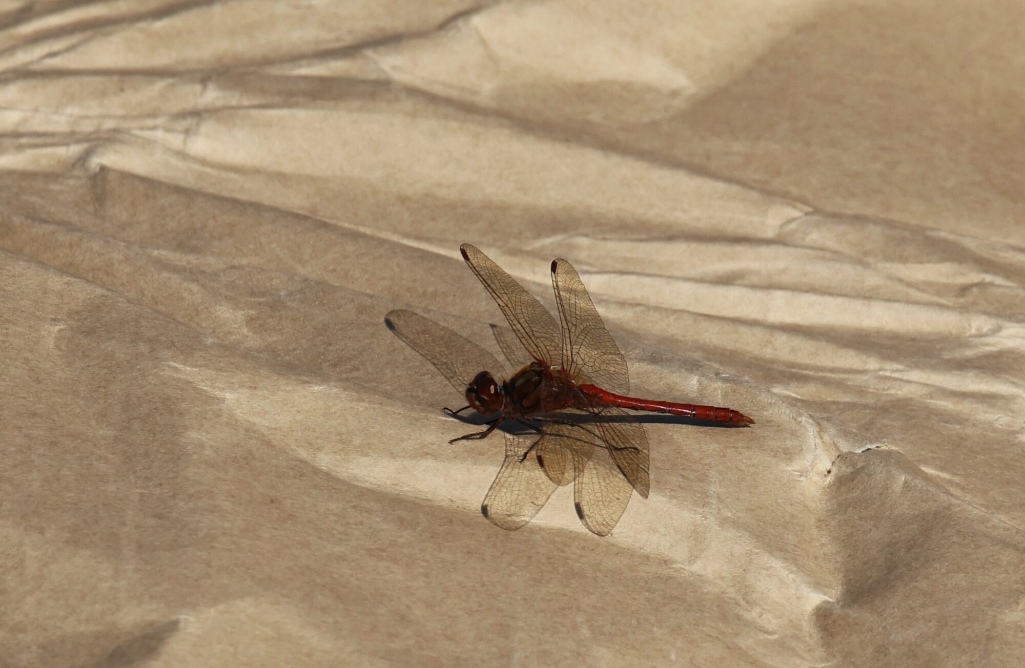 Valokuvaaja: Jaana Saarelainen