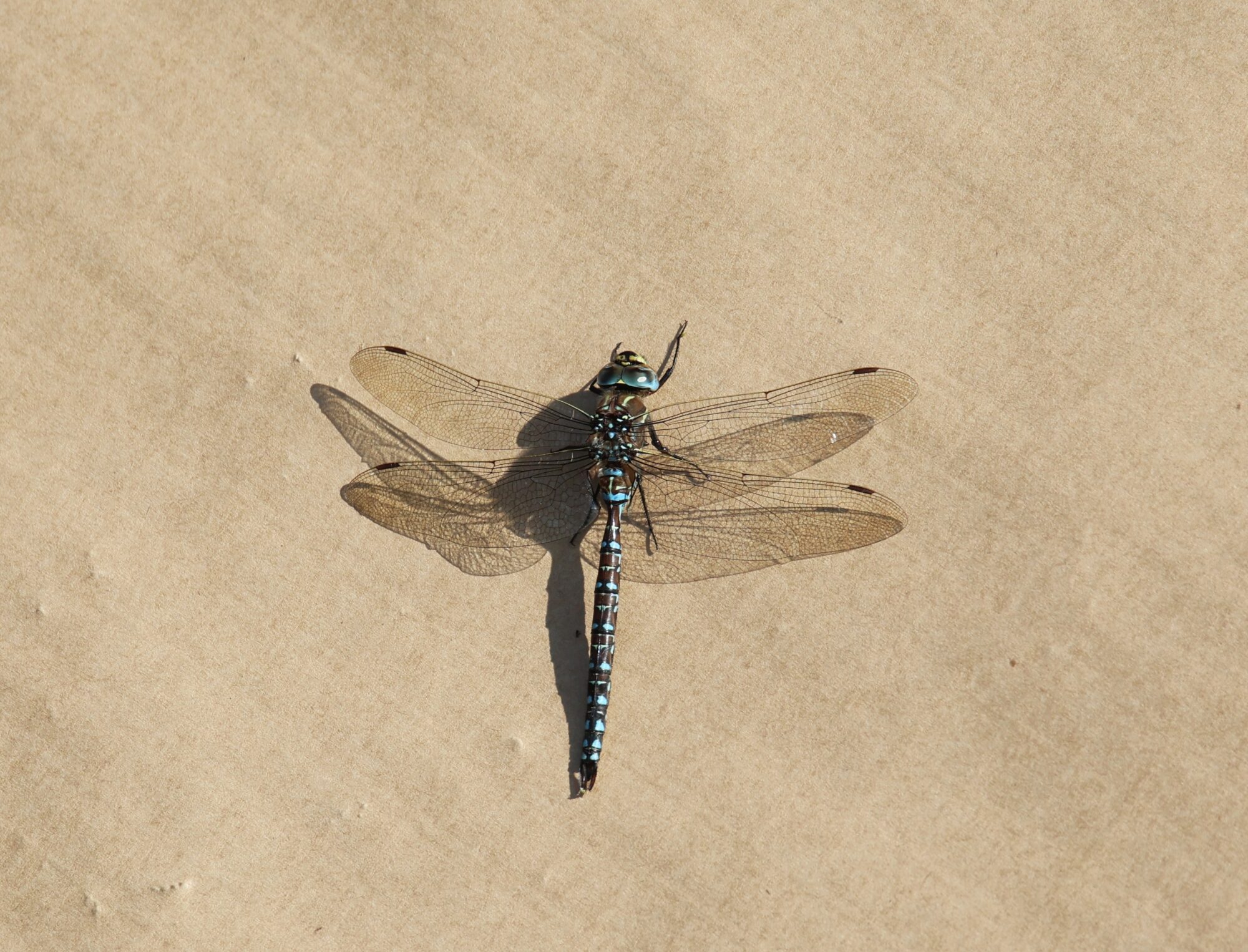 Valokuvaaja: Jaana Saarelainen