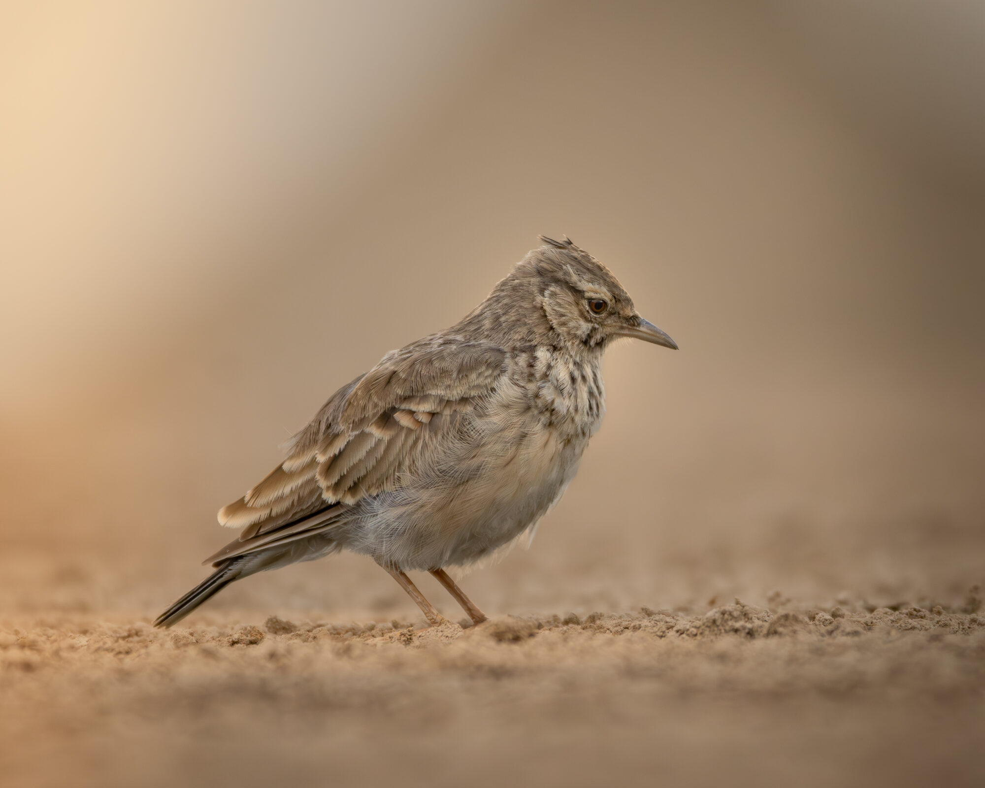 Valokuvaaja: Krister Hedman