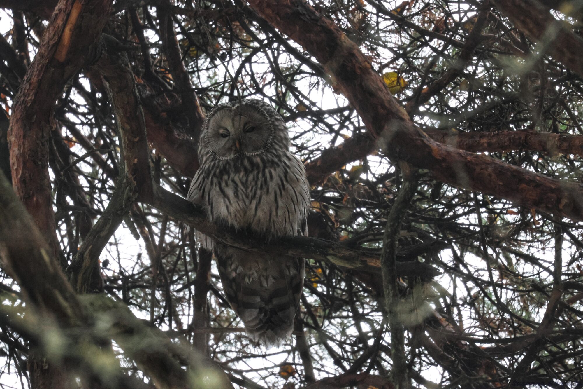 Valokuvaaja: Susanna Hannula