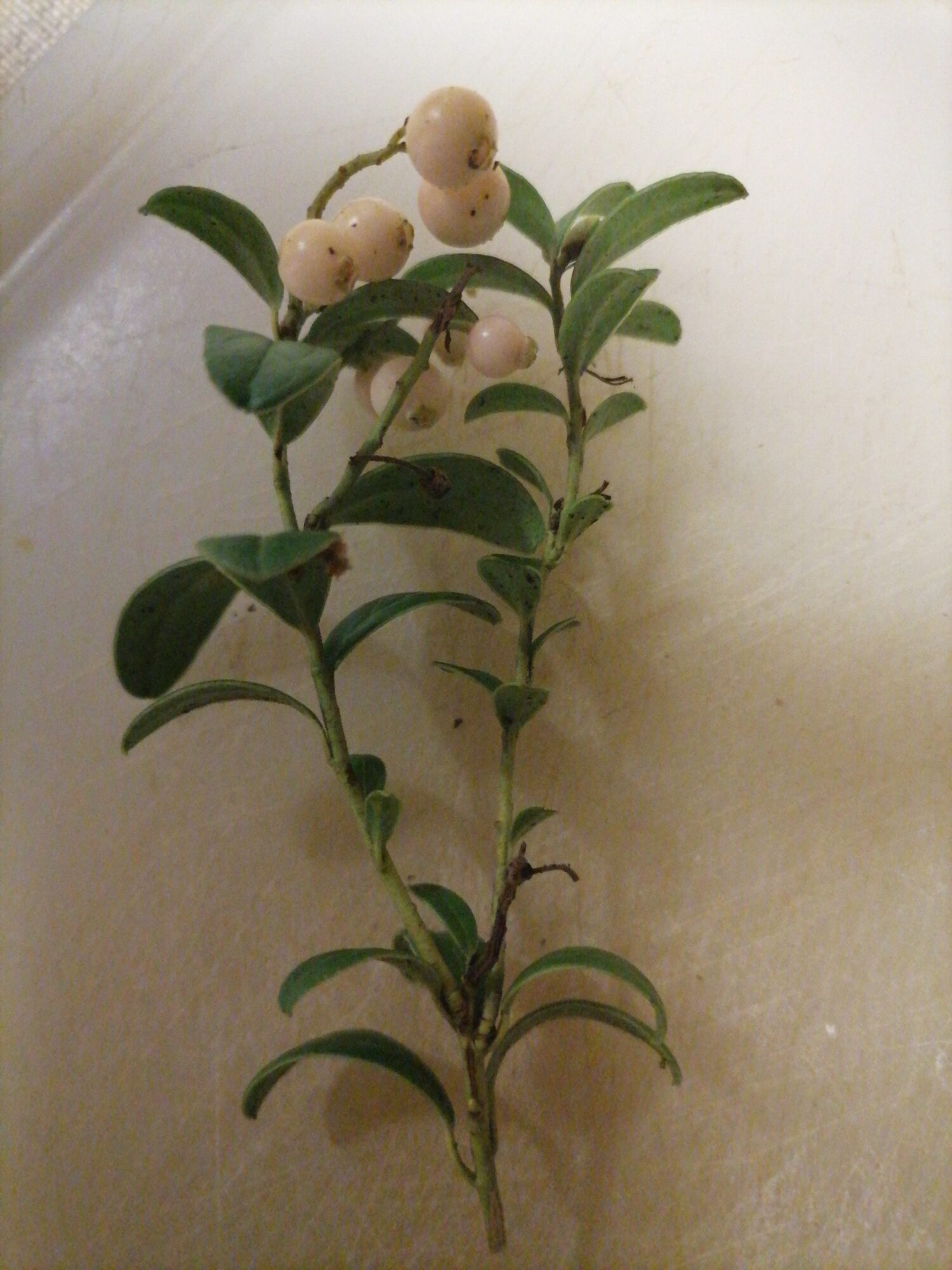 Valokuvaaja: Raija Kiili