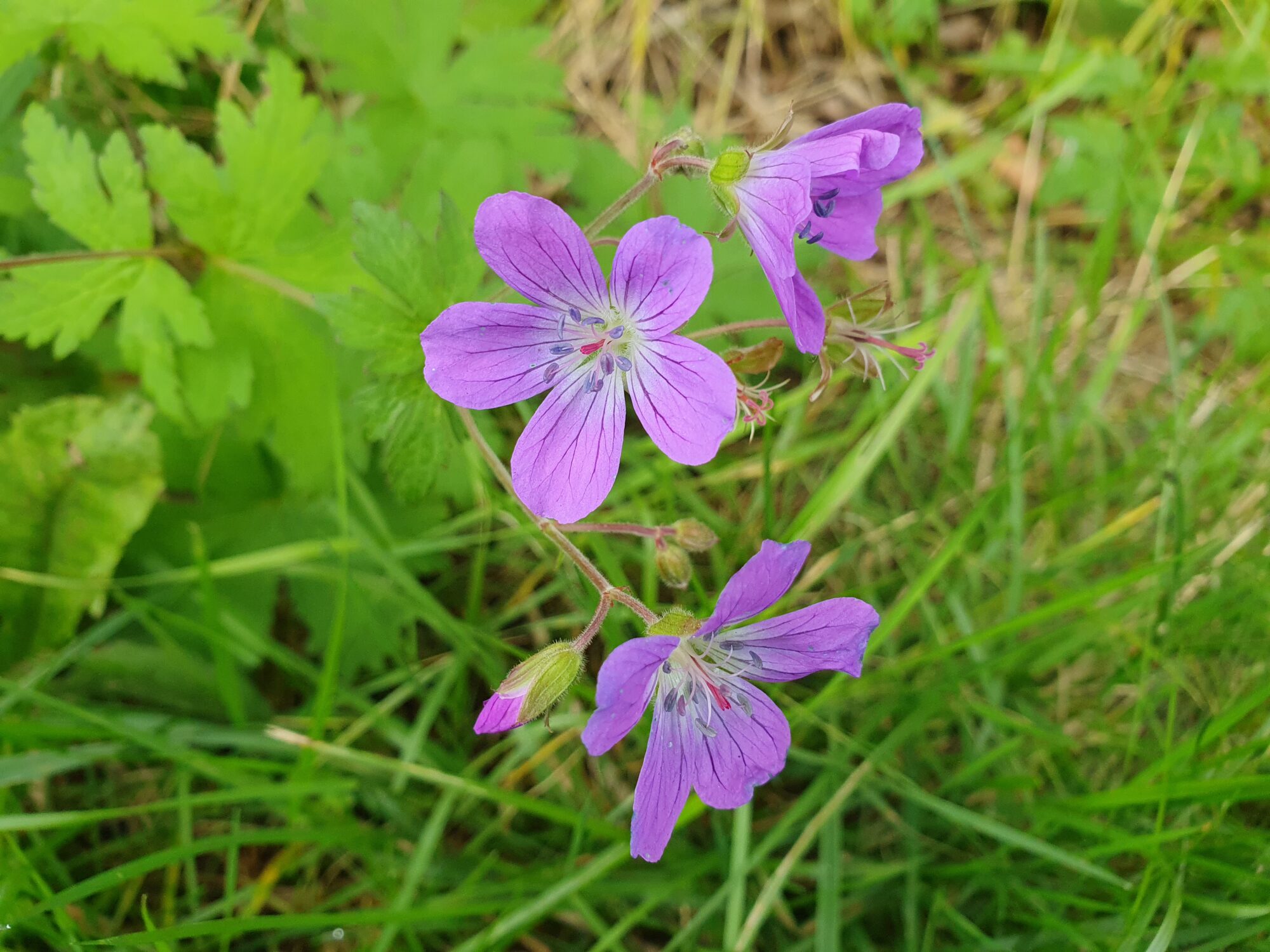 Valokuvaaja: Pirkko Tuulihovi