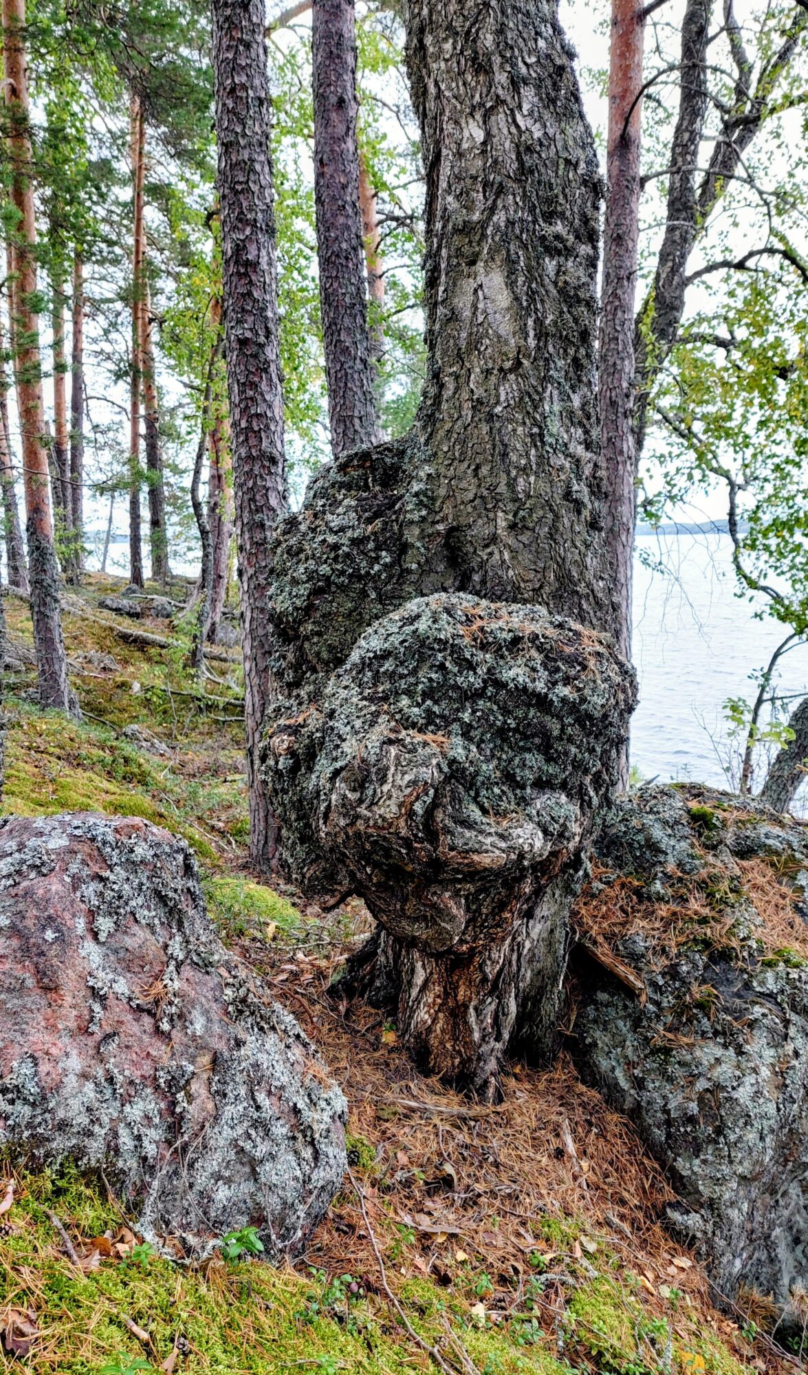 Valokuvaaja: Tarja Naukkarinen